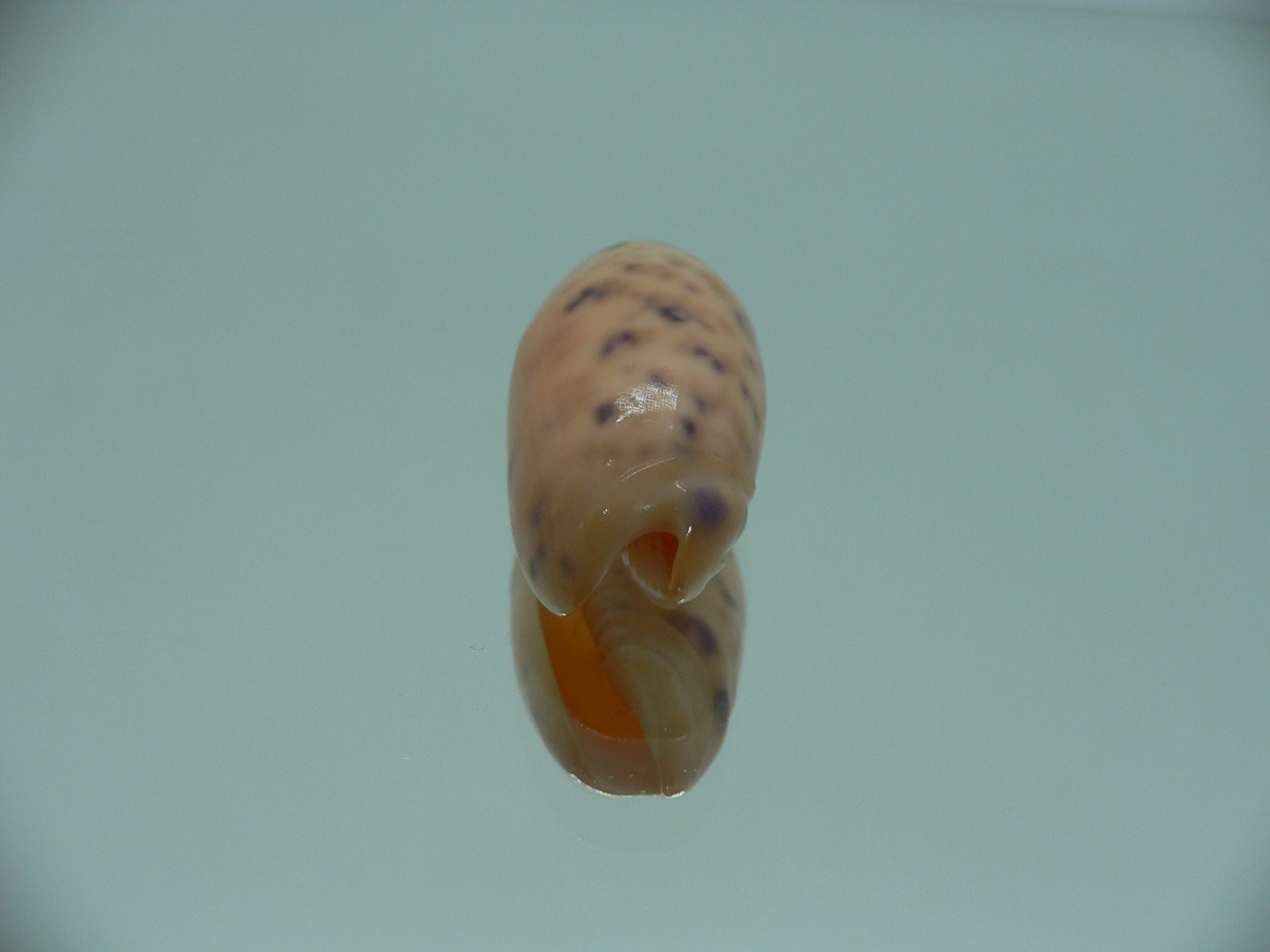 Oliva amethystina f. nebulosa IDEAL