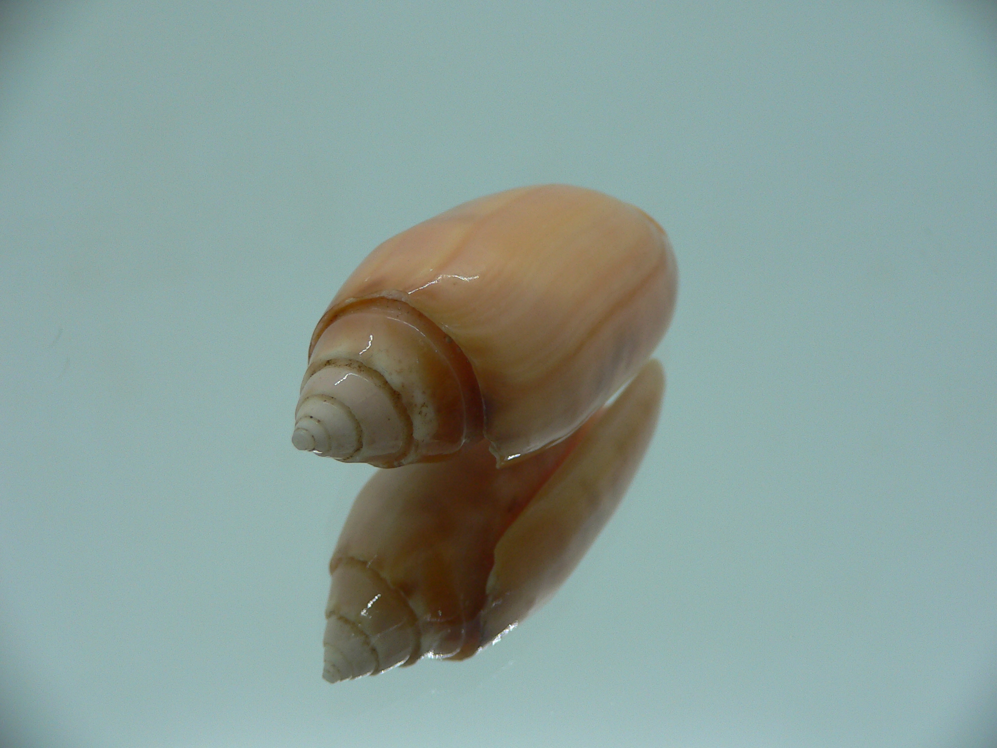 Oliva amethystina f. nebulosa