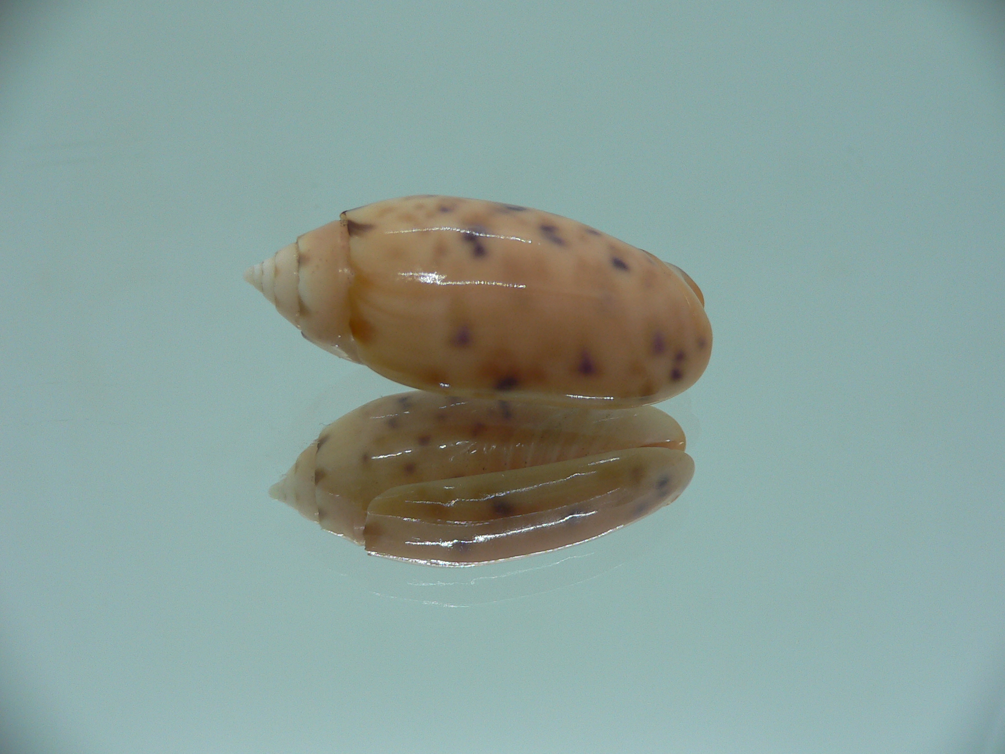 Oliva amethystina f. nebulosa IDEAL