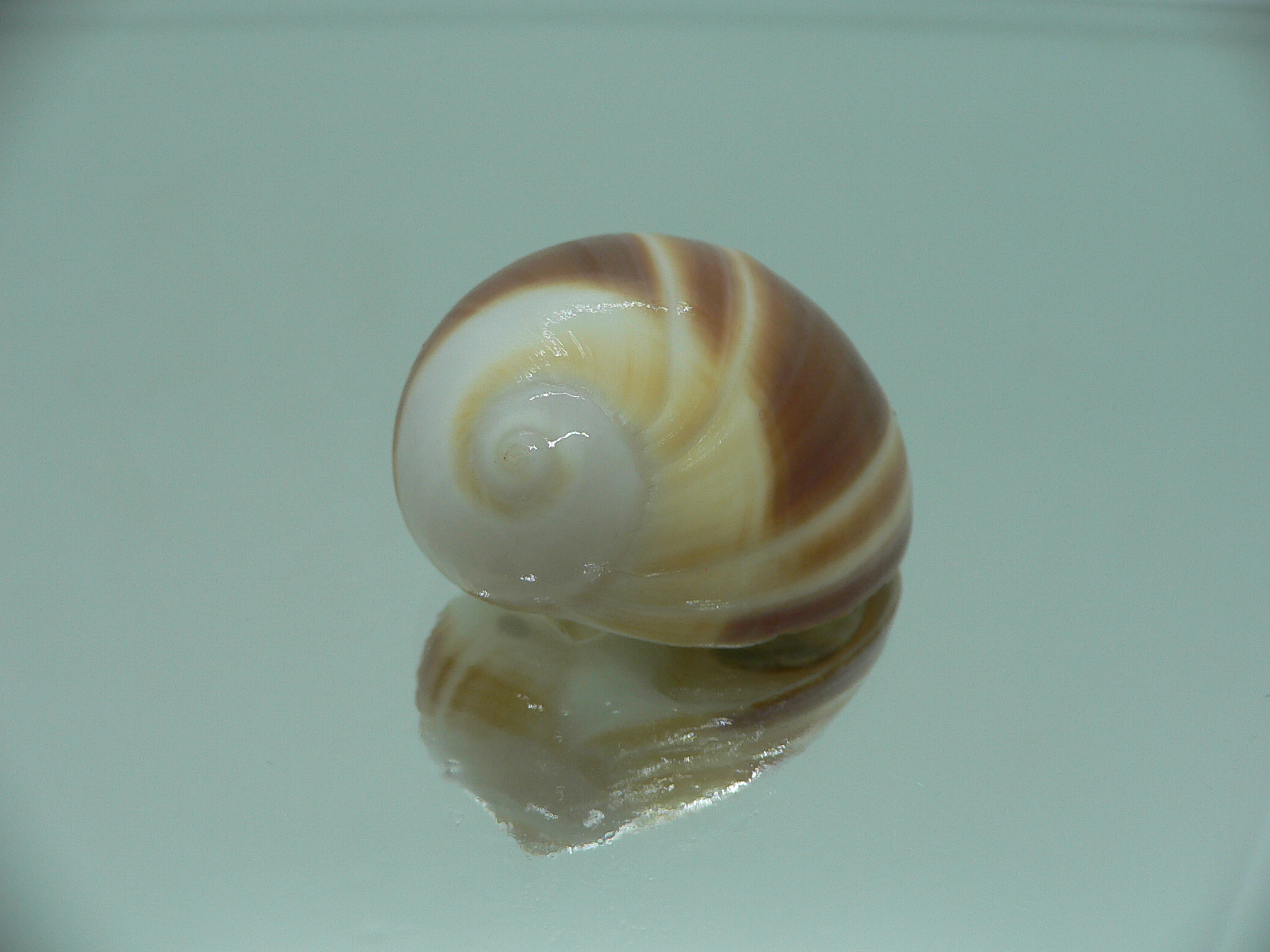 Polinices powisianus STRIPES