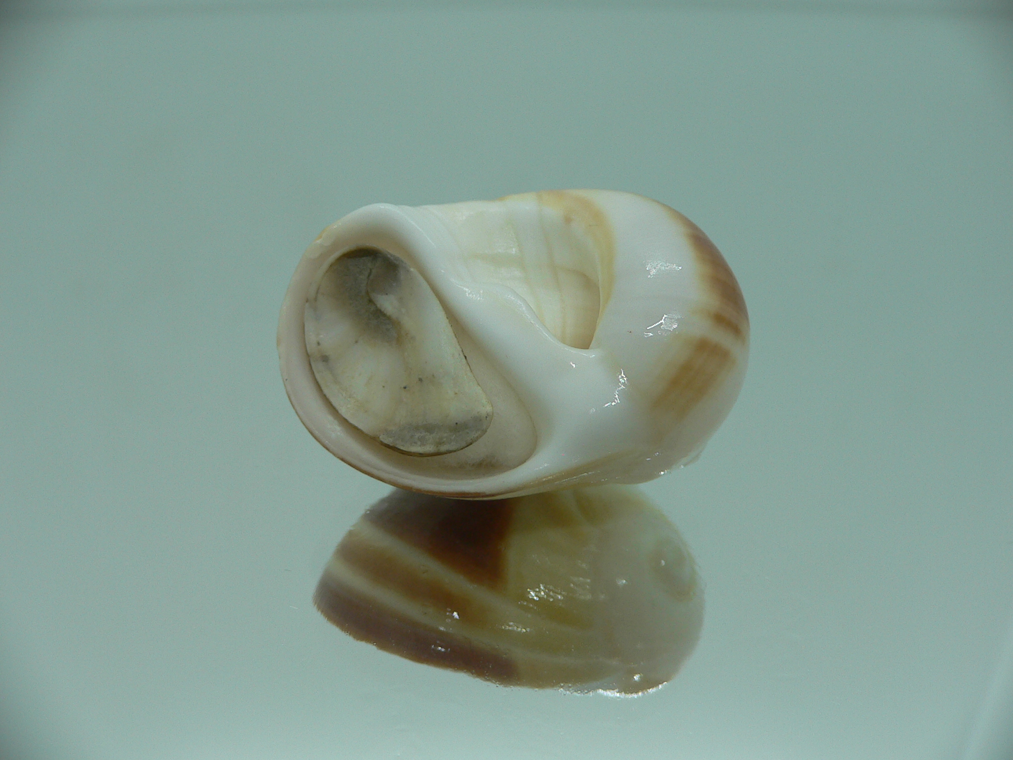 Polinices powisianus STRIPES