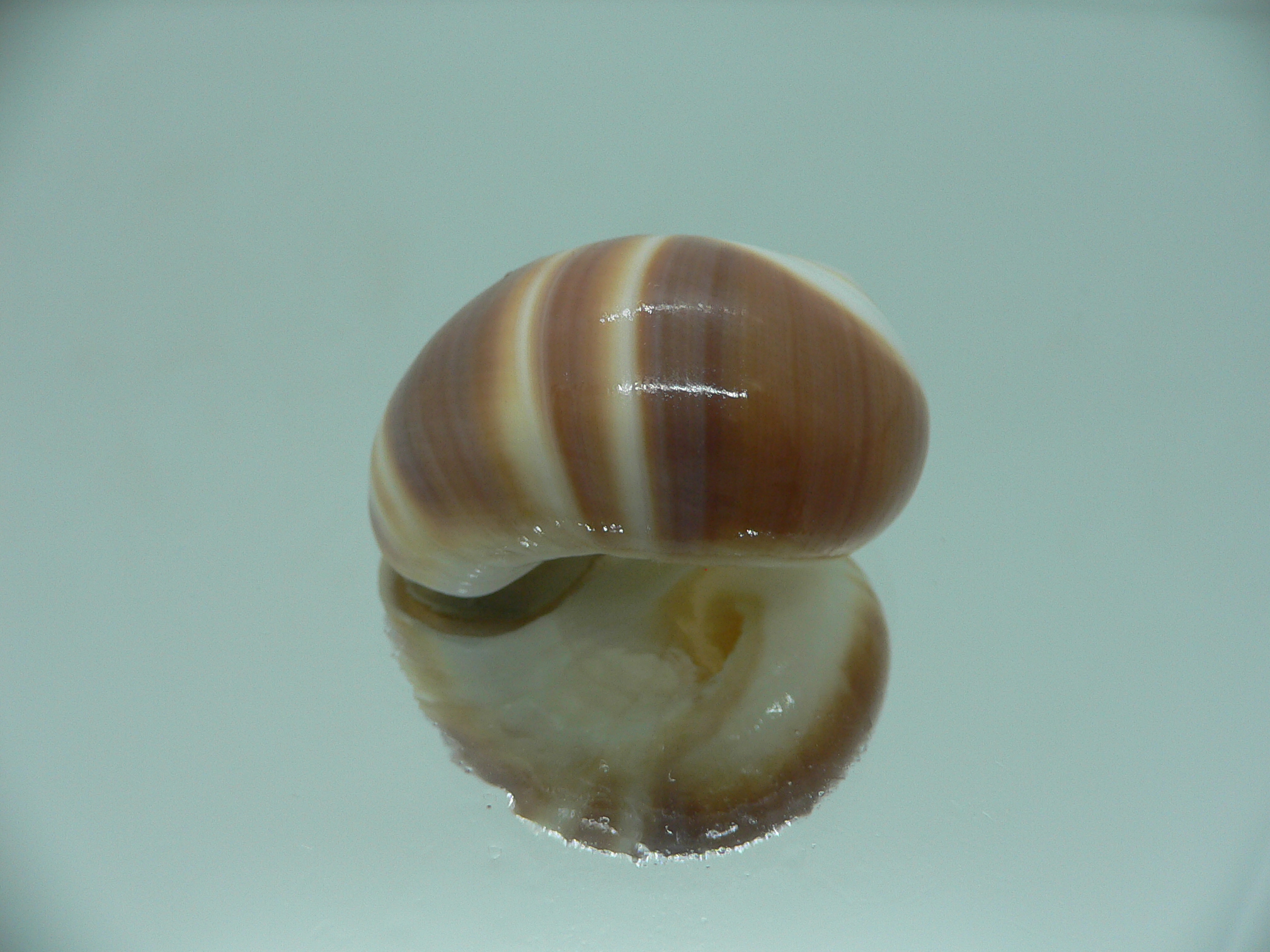 Polinices powisianus STRIPES