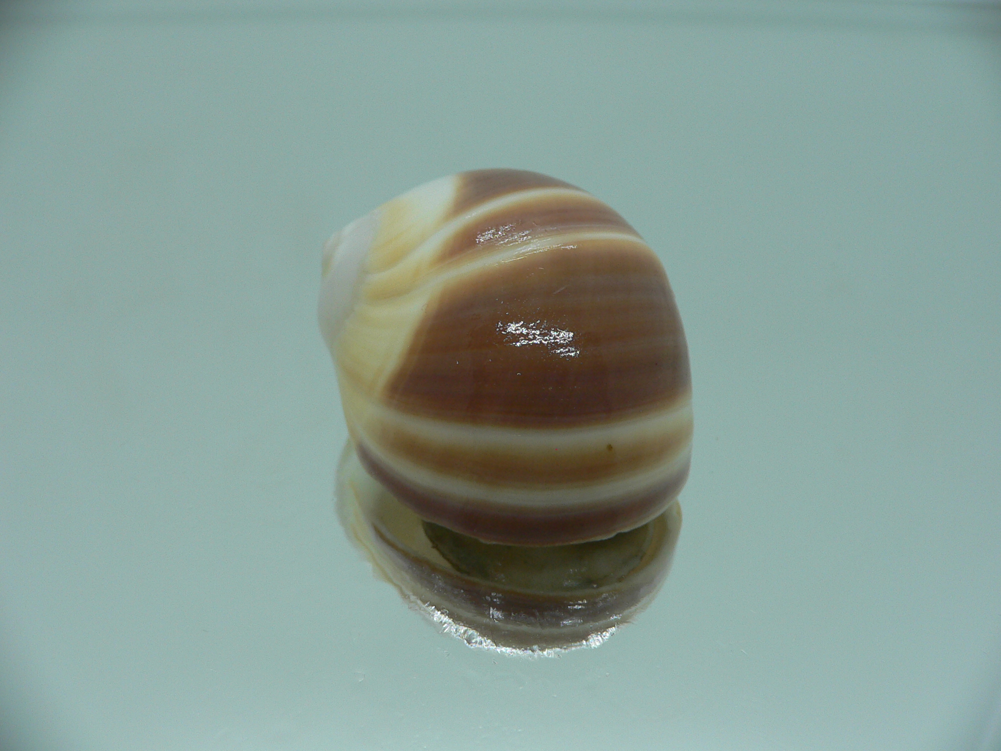 Polinices powisianus STRIPES