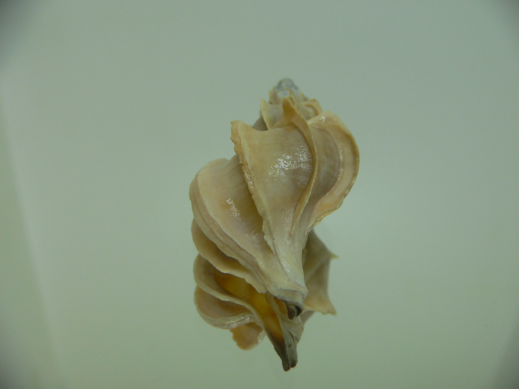 Boreotrophon candelabrum FOSSIL