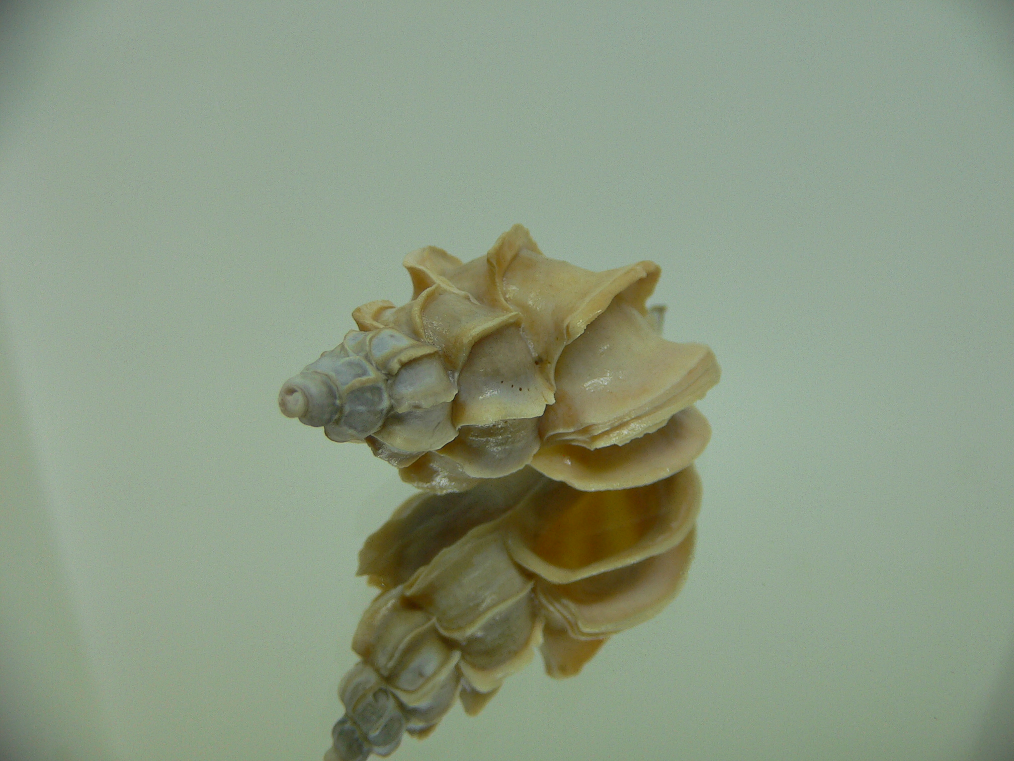 Boreotrophon candelabrum FOSSIL