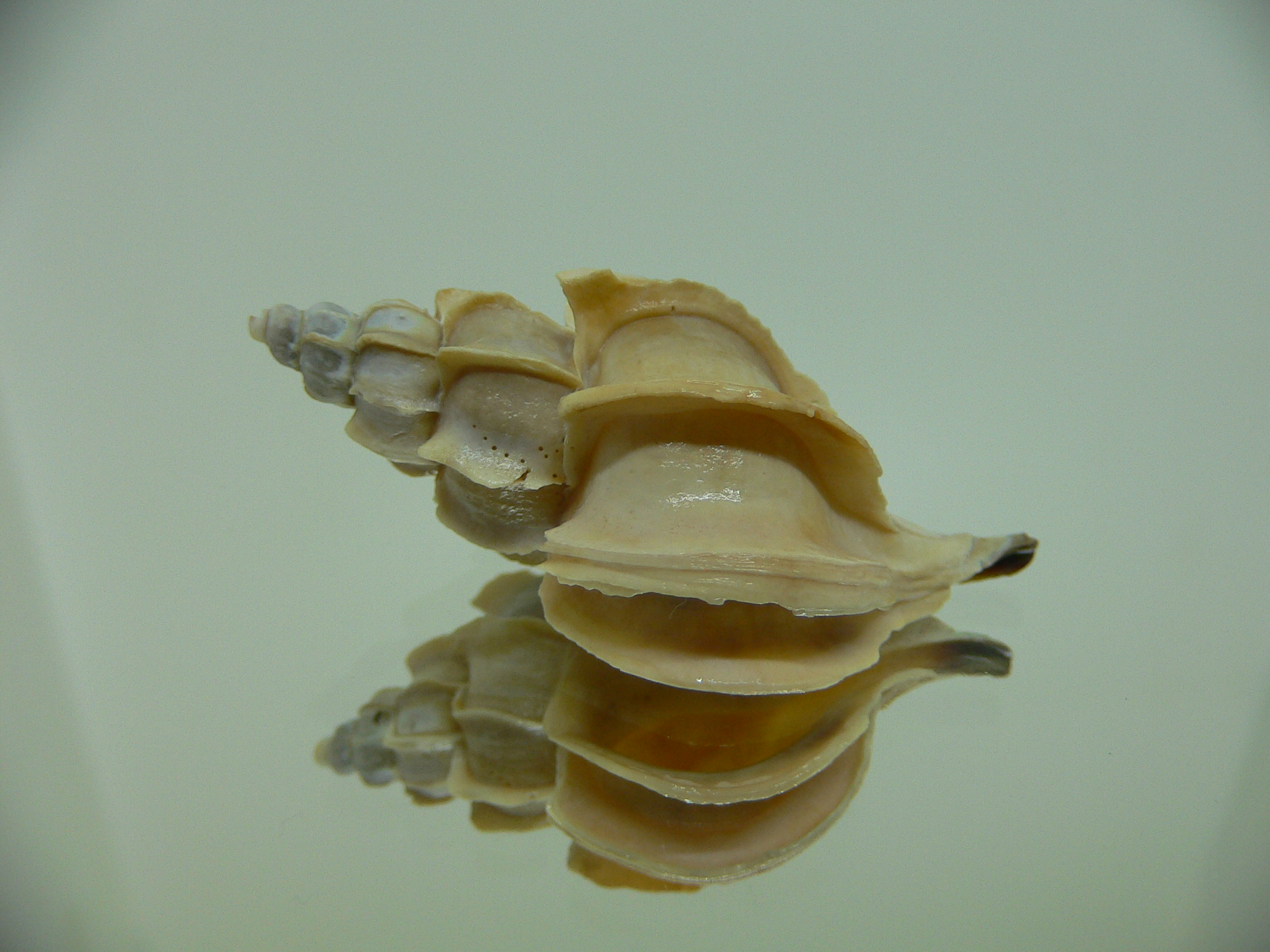 Boreotrophon candelabrum FOSSIL