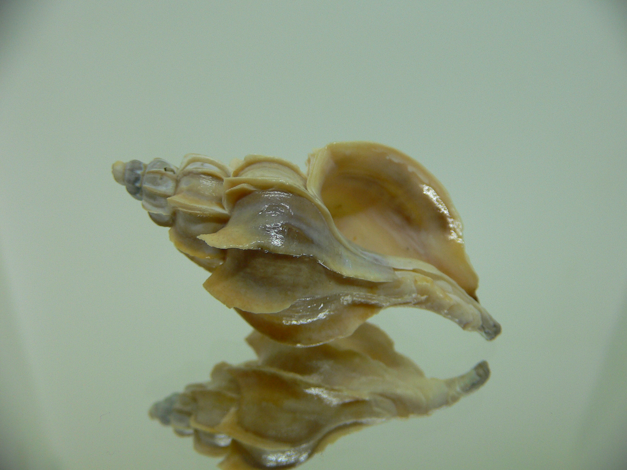 Boreotrophon candelabrum FOSSIL
