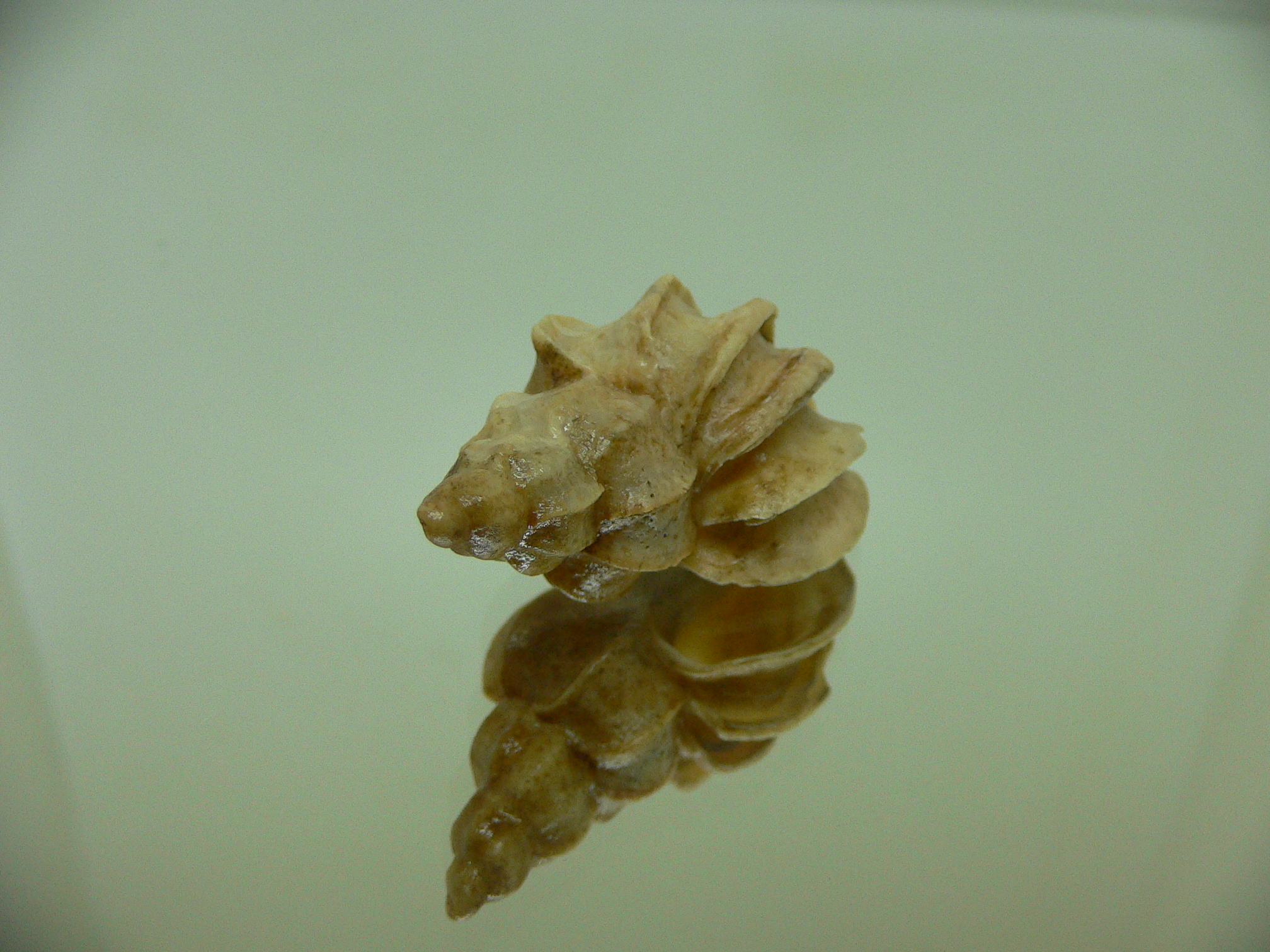 Boreotrophon candelabrum FOSSIL