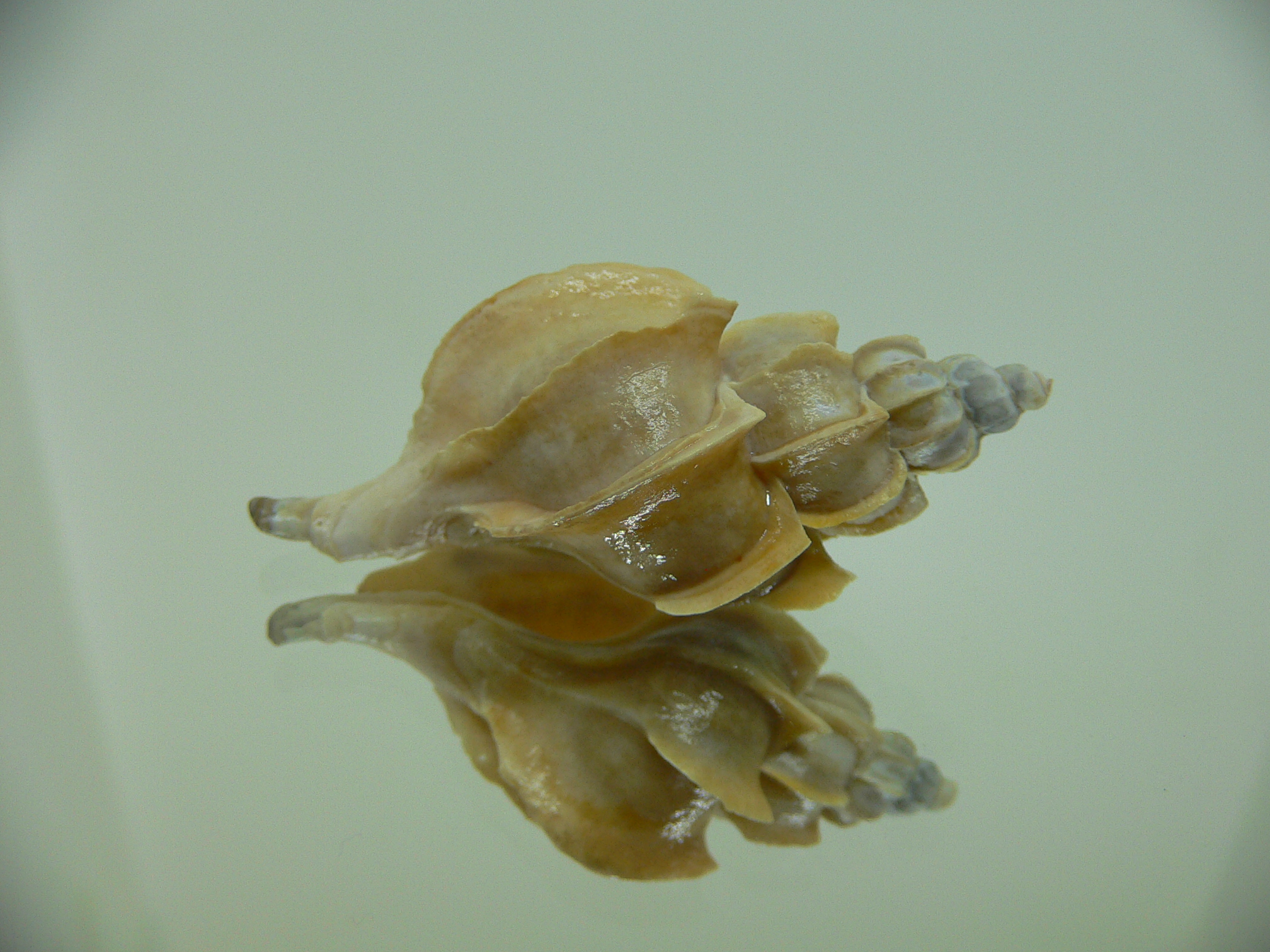 Boreotrophon candelabrum FOSSIL