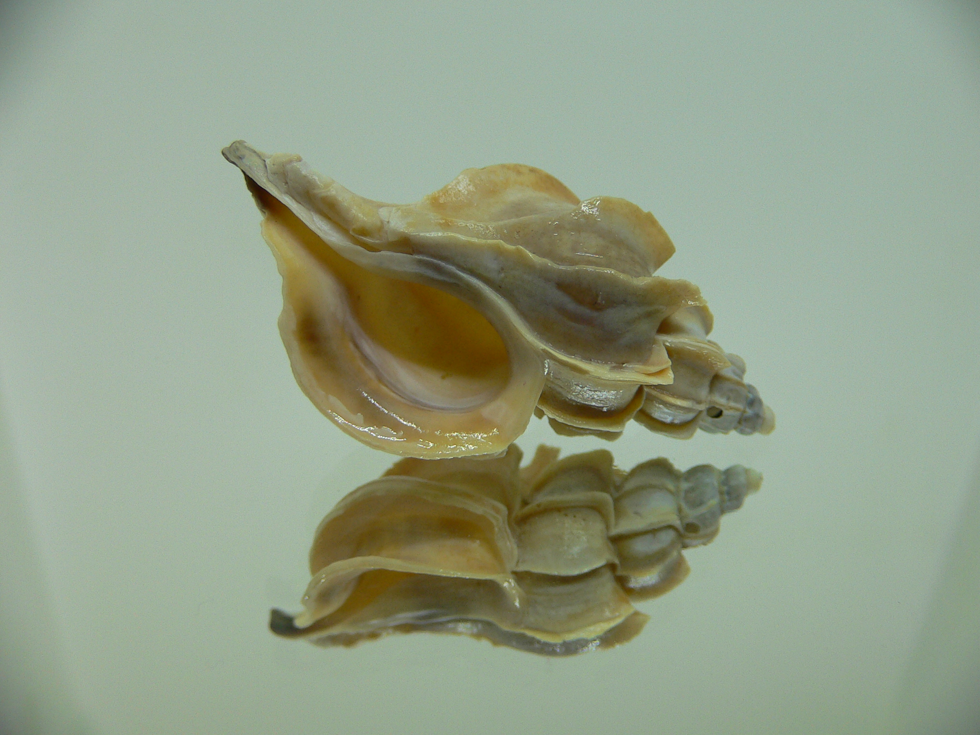 Boreotrophon candelabrum FOSSIL