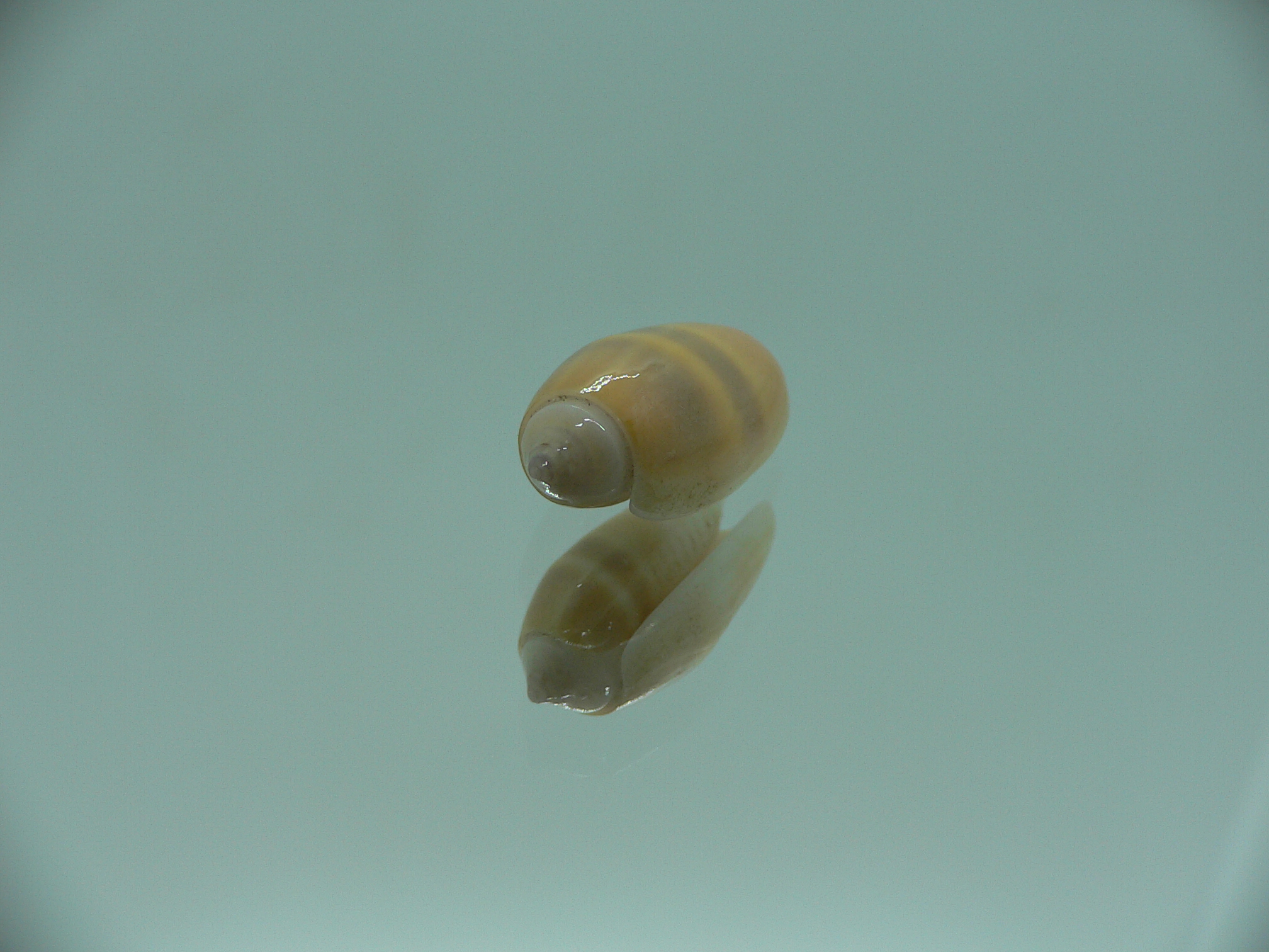 Oliva carneola bizonalis (var) DARK