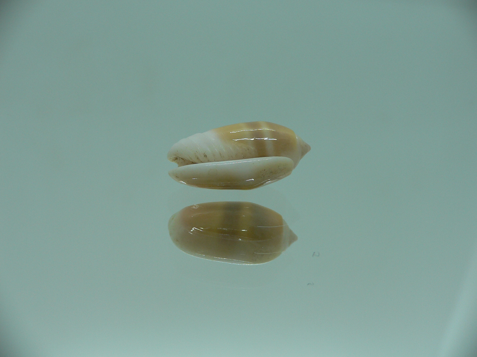 Oliva carneola bizonalis (var) DARK