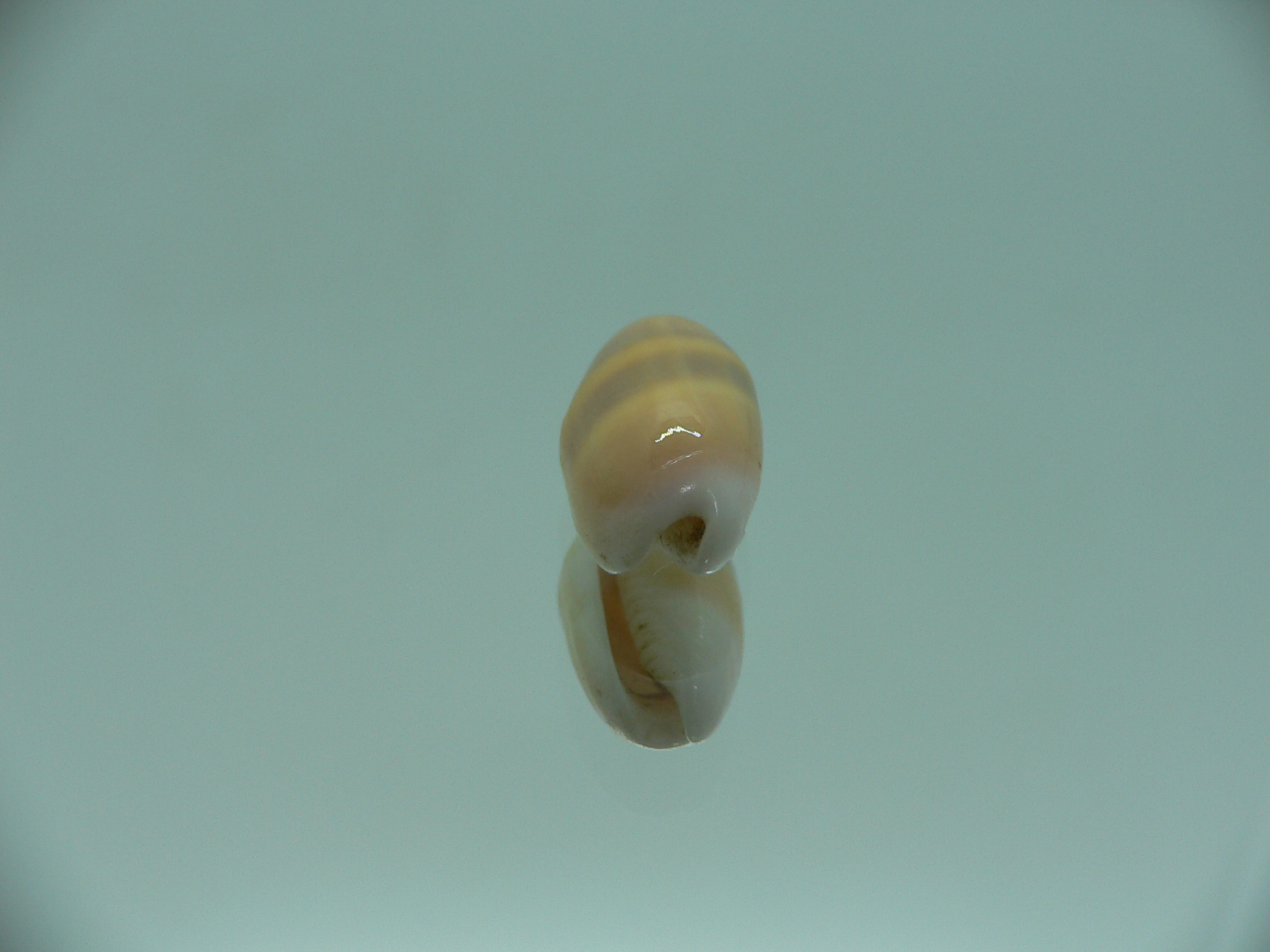 Oliva carneola bizonalis (var) DARK