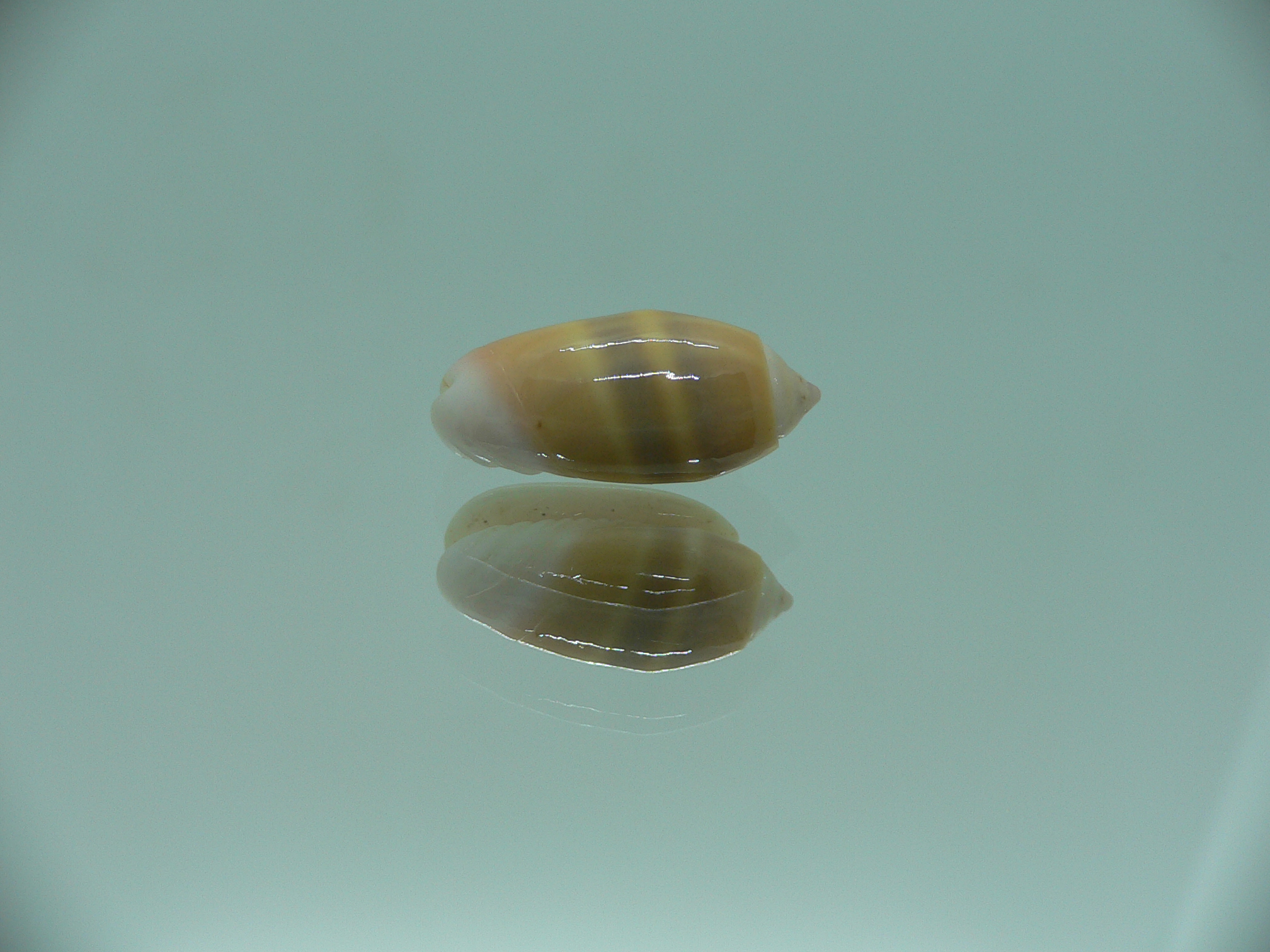 Oliva carneola bizonalis (var) DARK