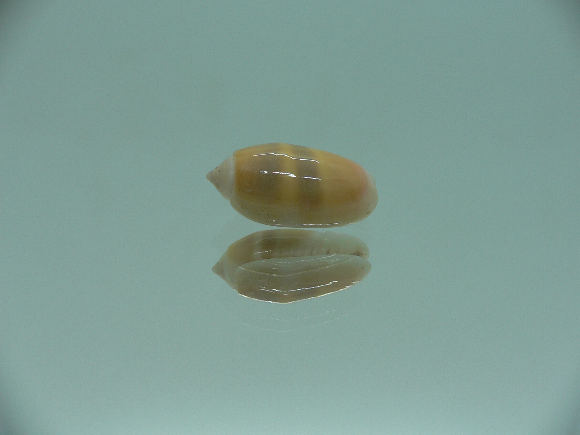 Oliva carneola bizonalis (var) DARK