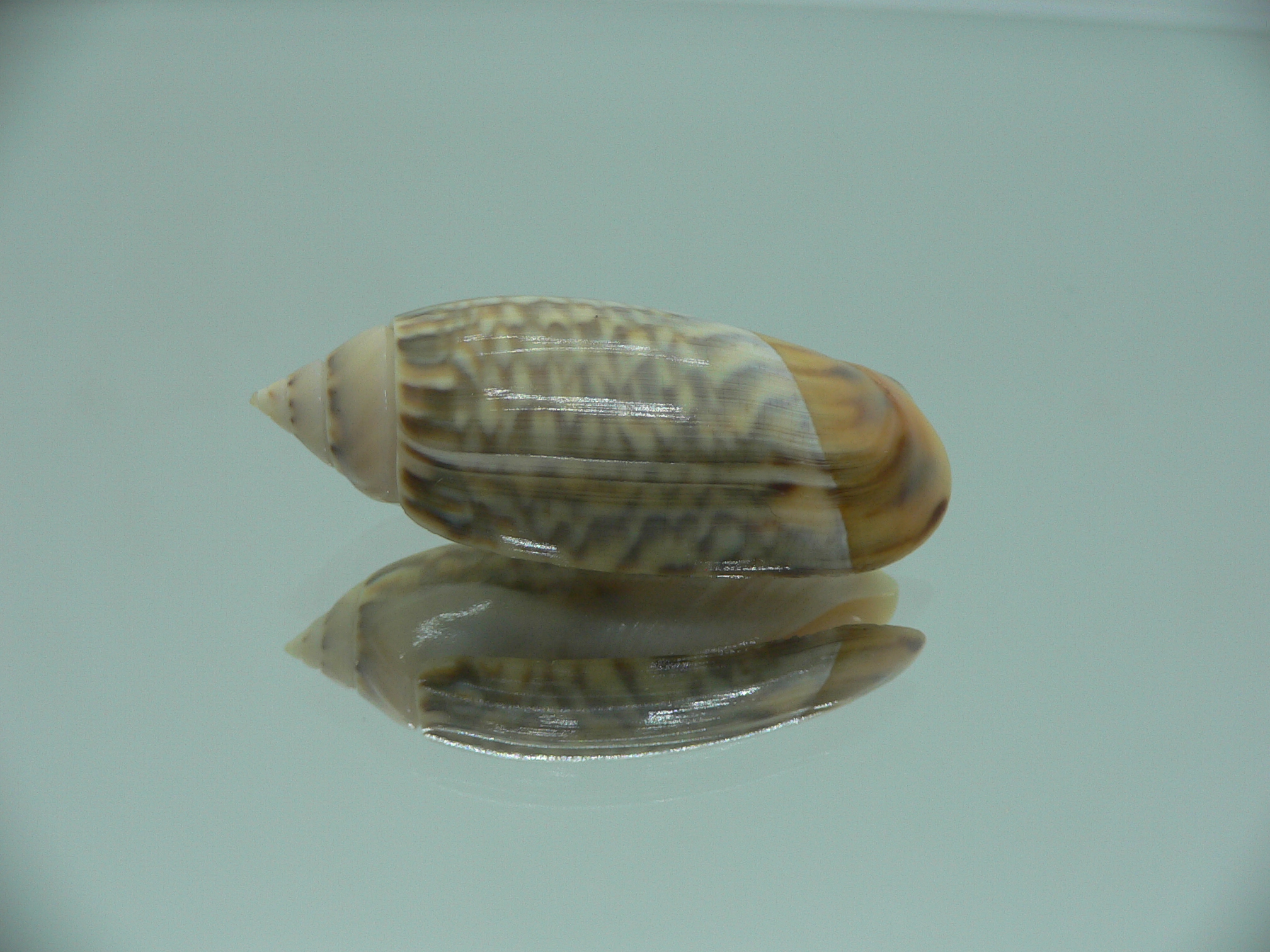 Agaronia nebulosa