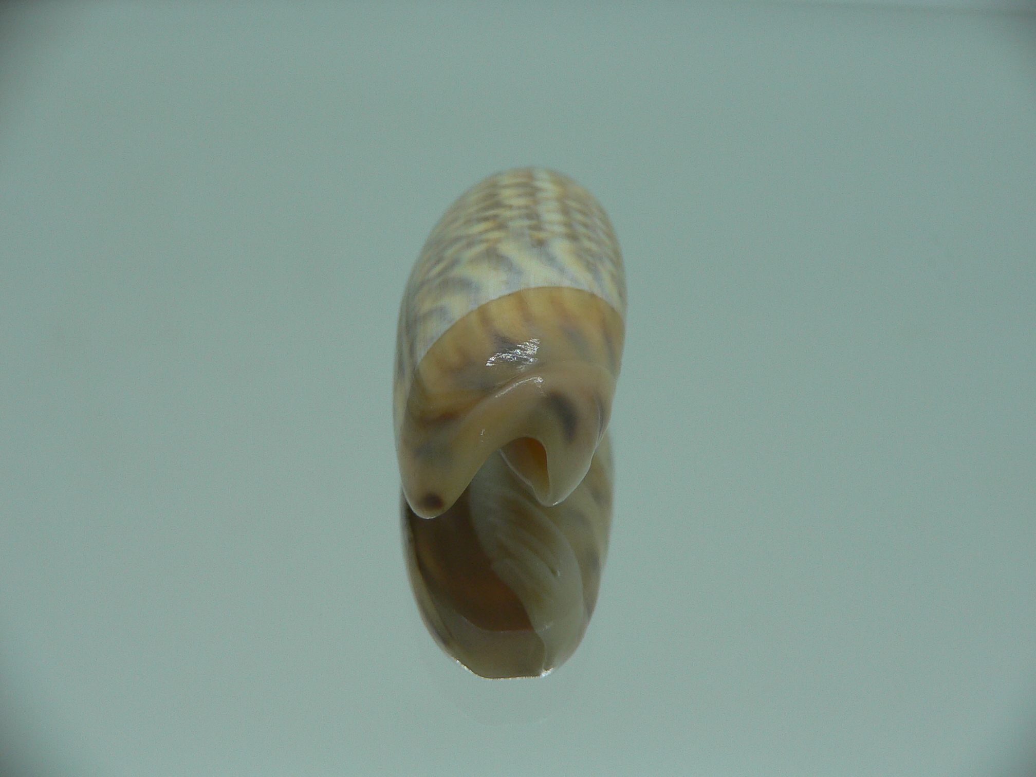 Agaronia nebulosa