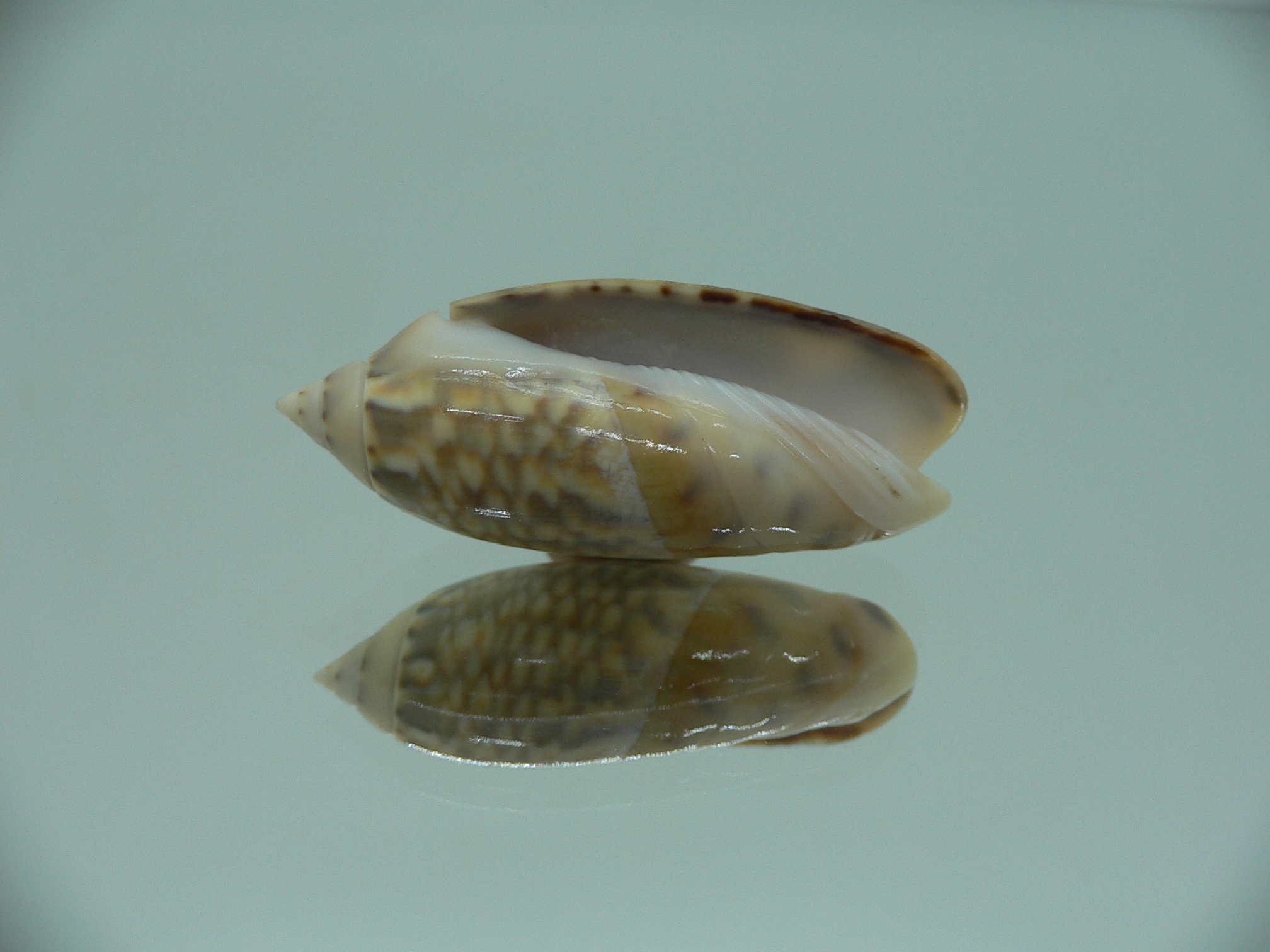 Agaronia nebulosa