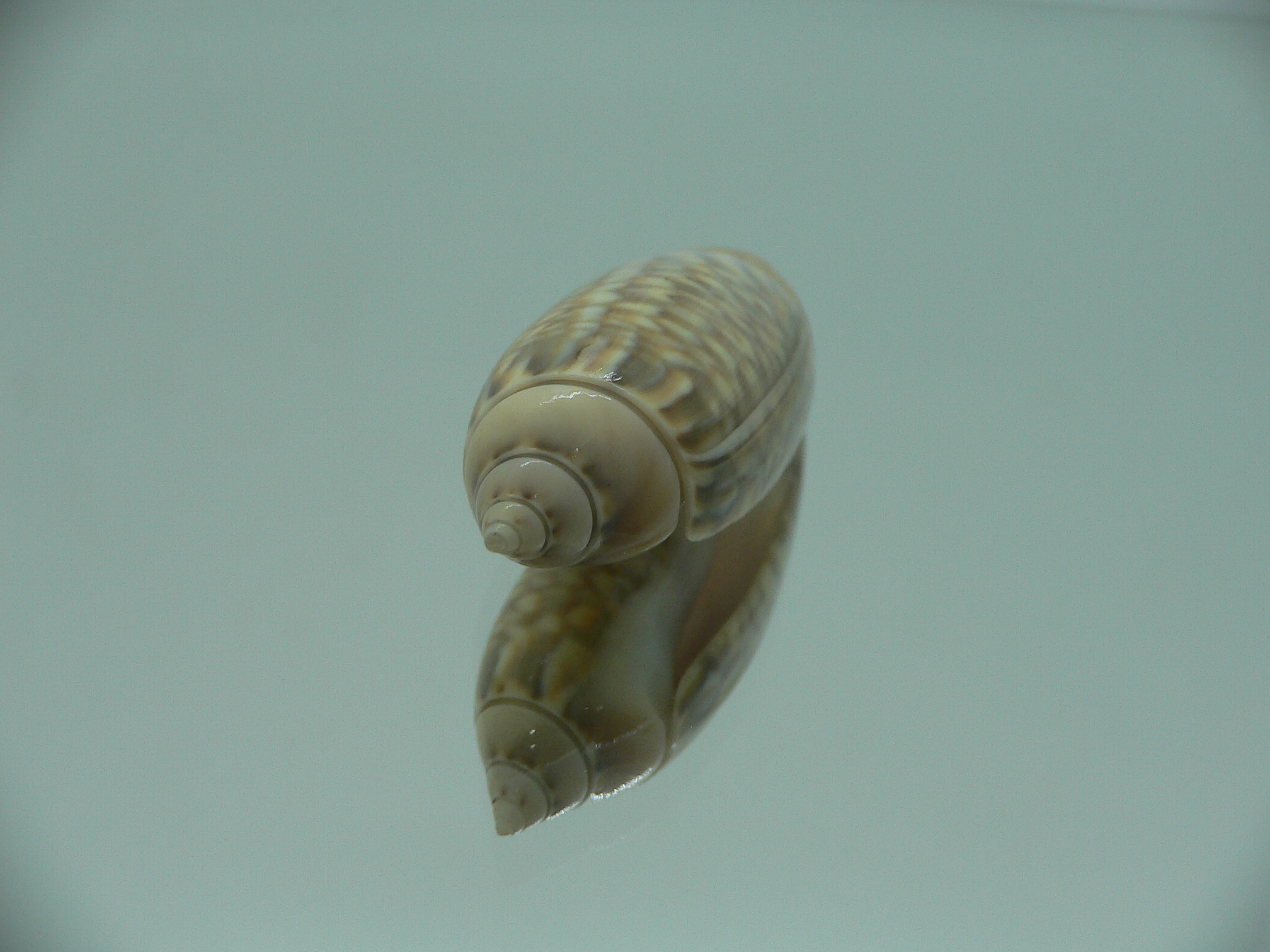 Agaronia nebulosa