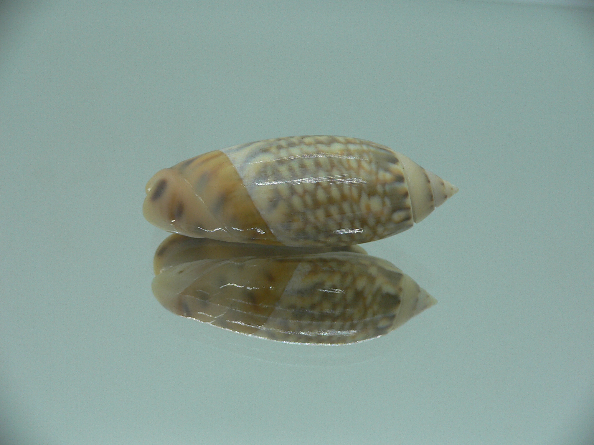 Agaronia nebulosa