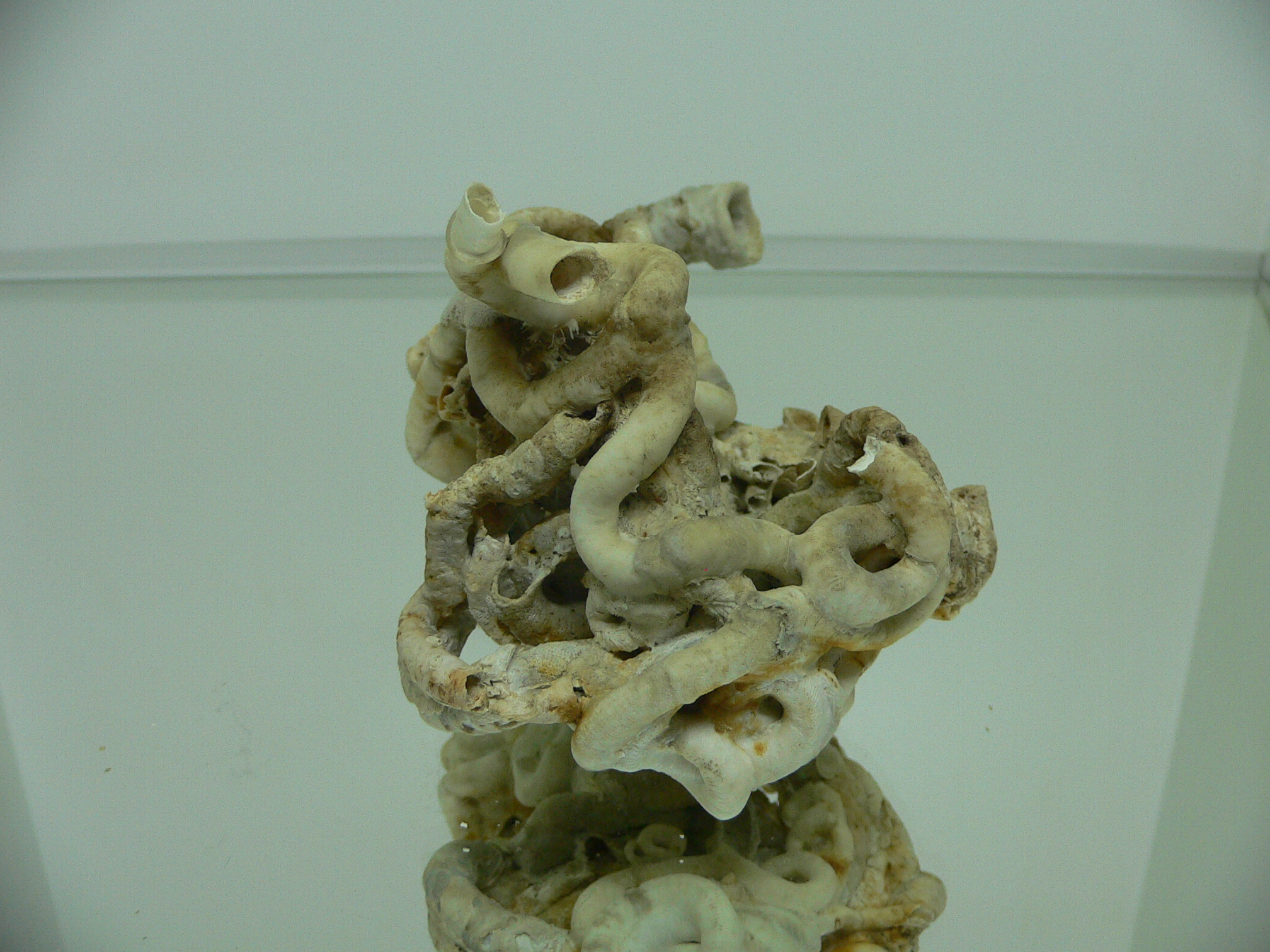 Колония Serpula SP. WHITE