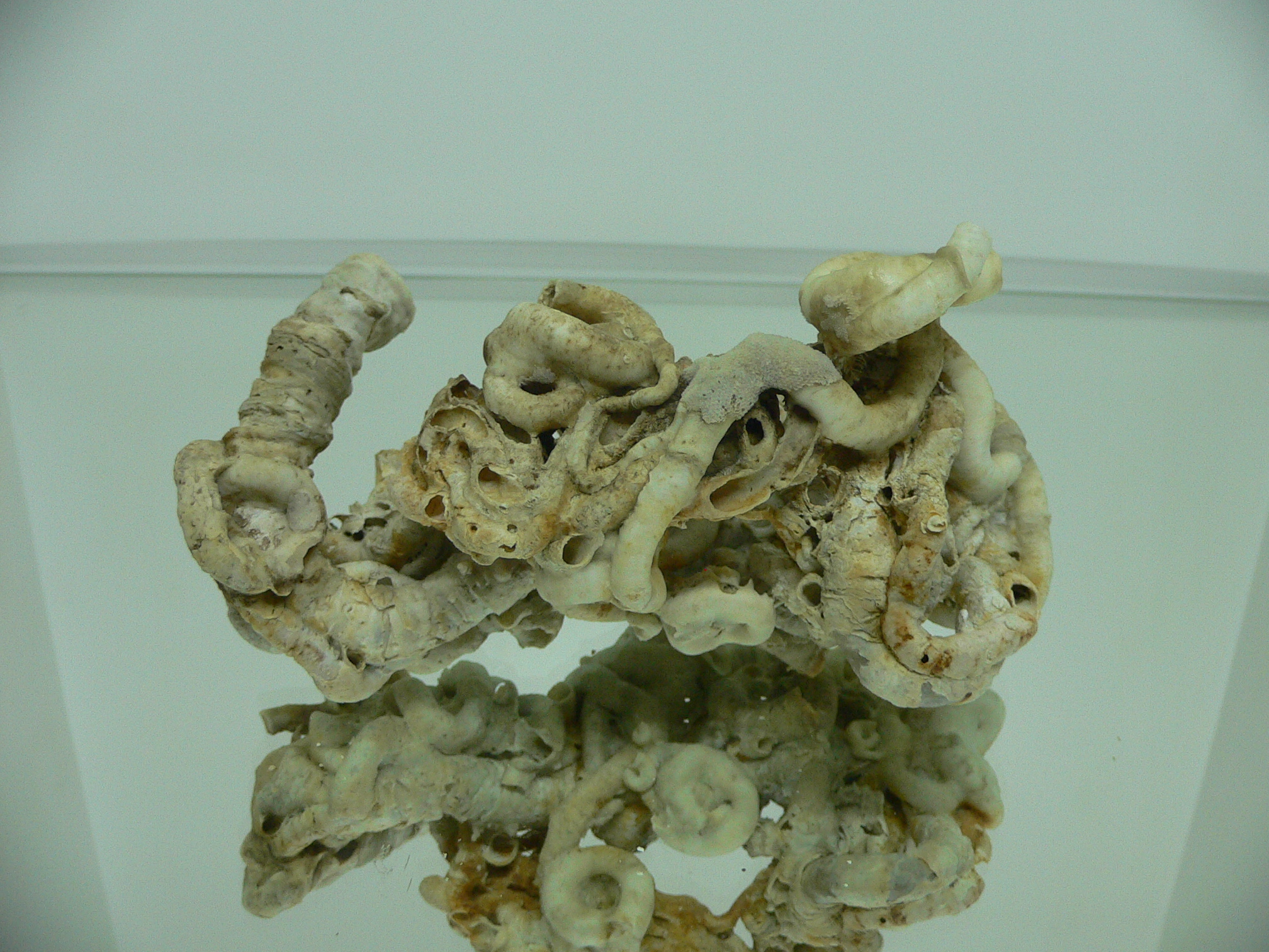 Колония Serpula SP. WHITE