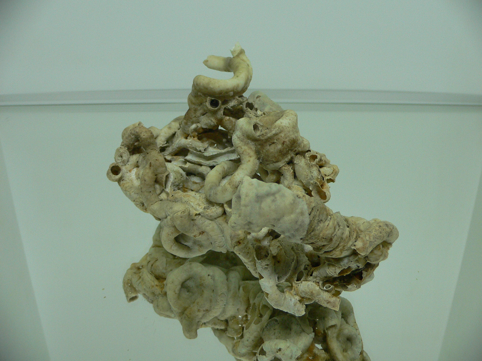 Колония Serpula SP. WHITE