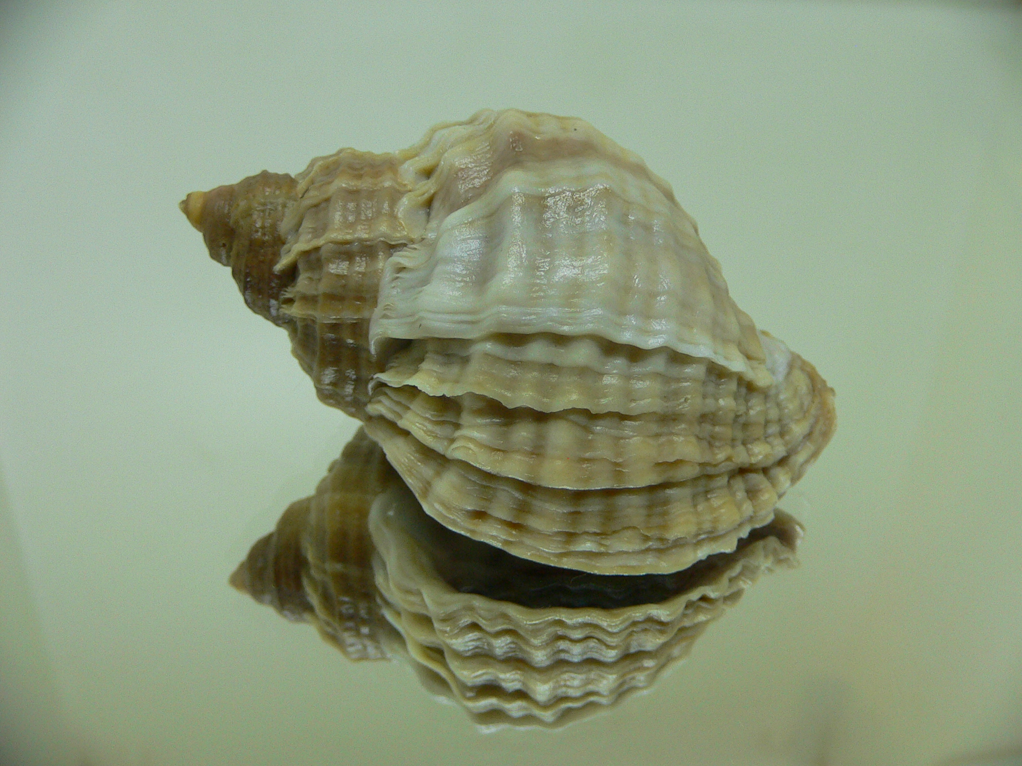 Nucella freycinetii freycinetii GLOBOSE