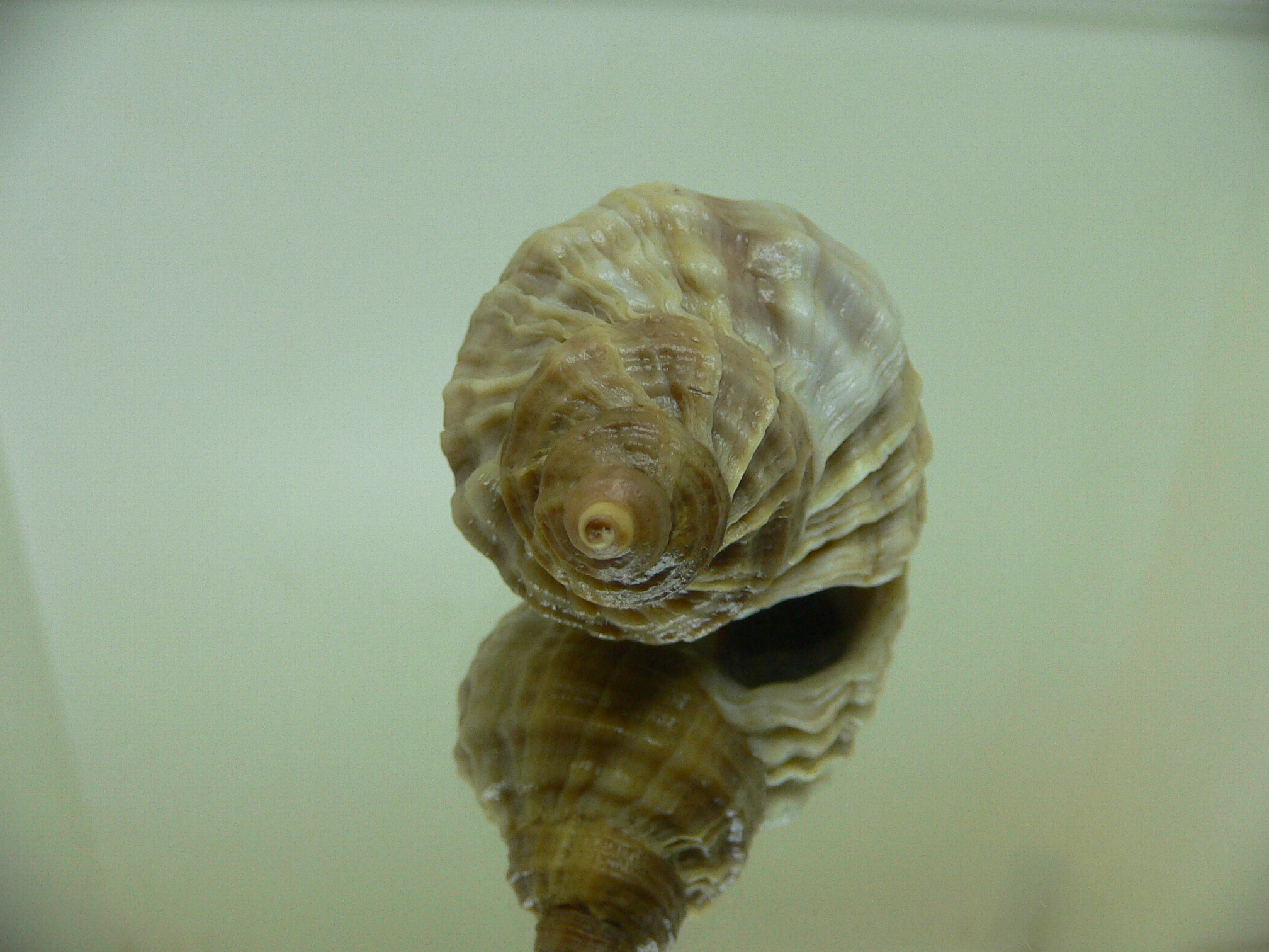 Nucella freycinetii freycinetii GLOBOSE