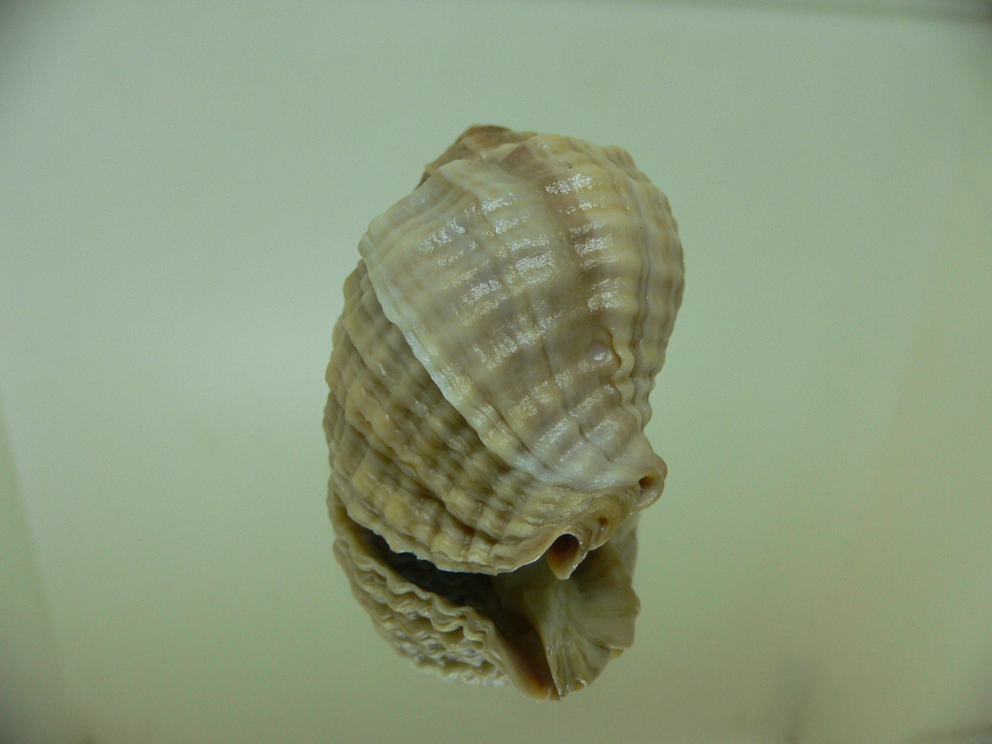 Nucella freycinetii freycinetii GLOBOSE