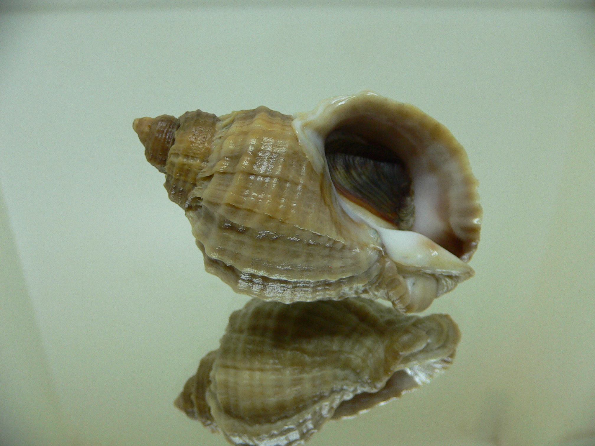 Nucella freycinetii freycinetii GLOBOSE