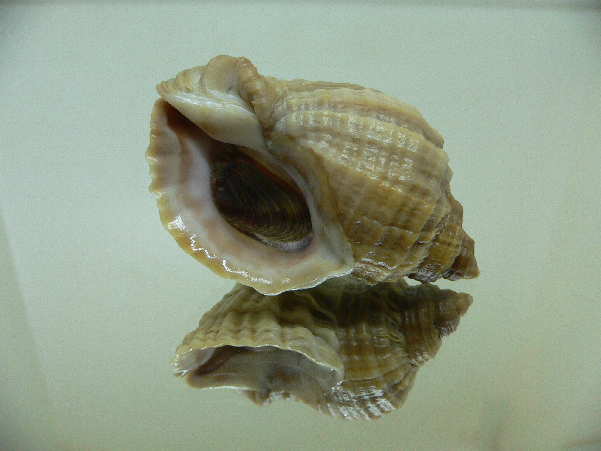 Nucella freycinetii freycinetii GLOBOSE