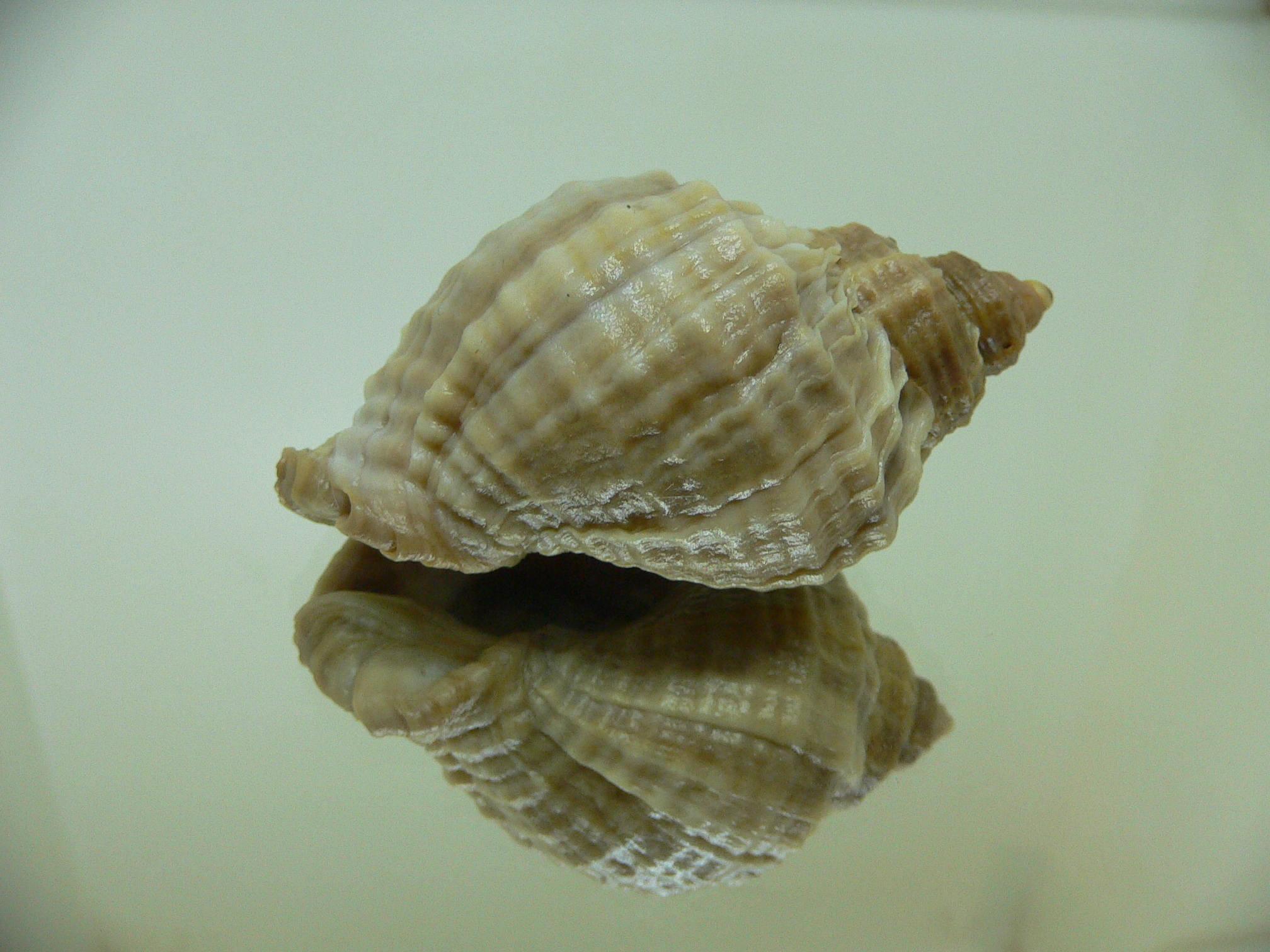 Nucella freycinetii freycinetii GLOBOSE