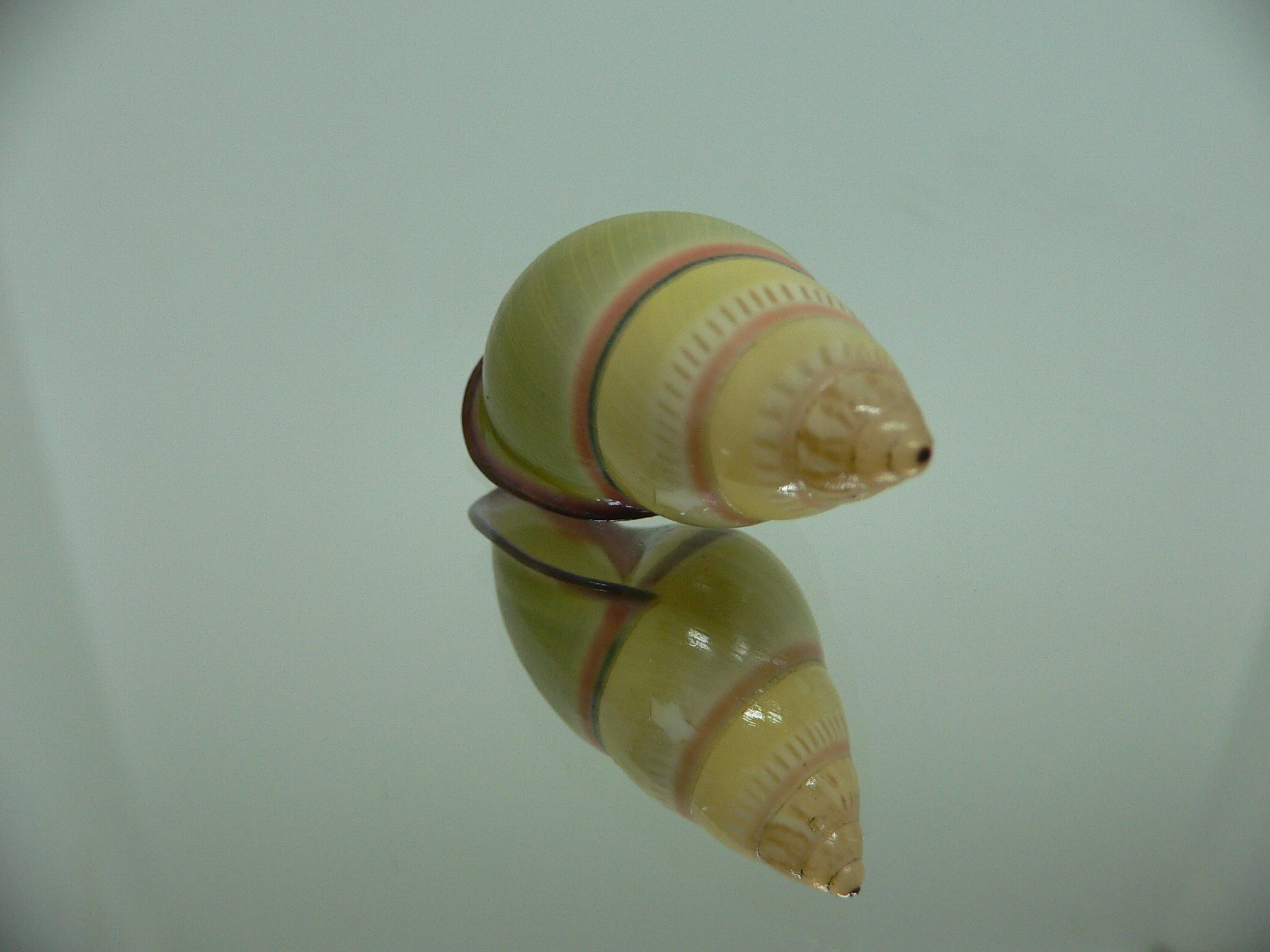 Amphidromus daoae BEAUTIFUL