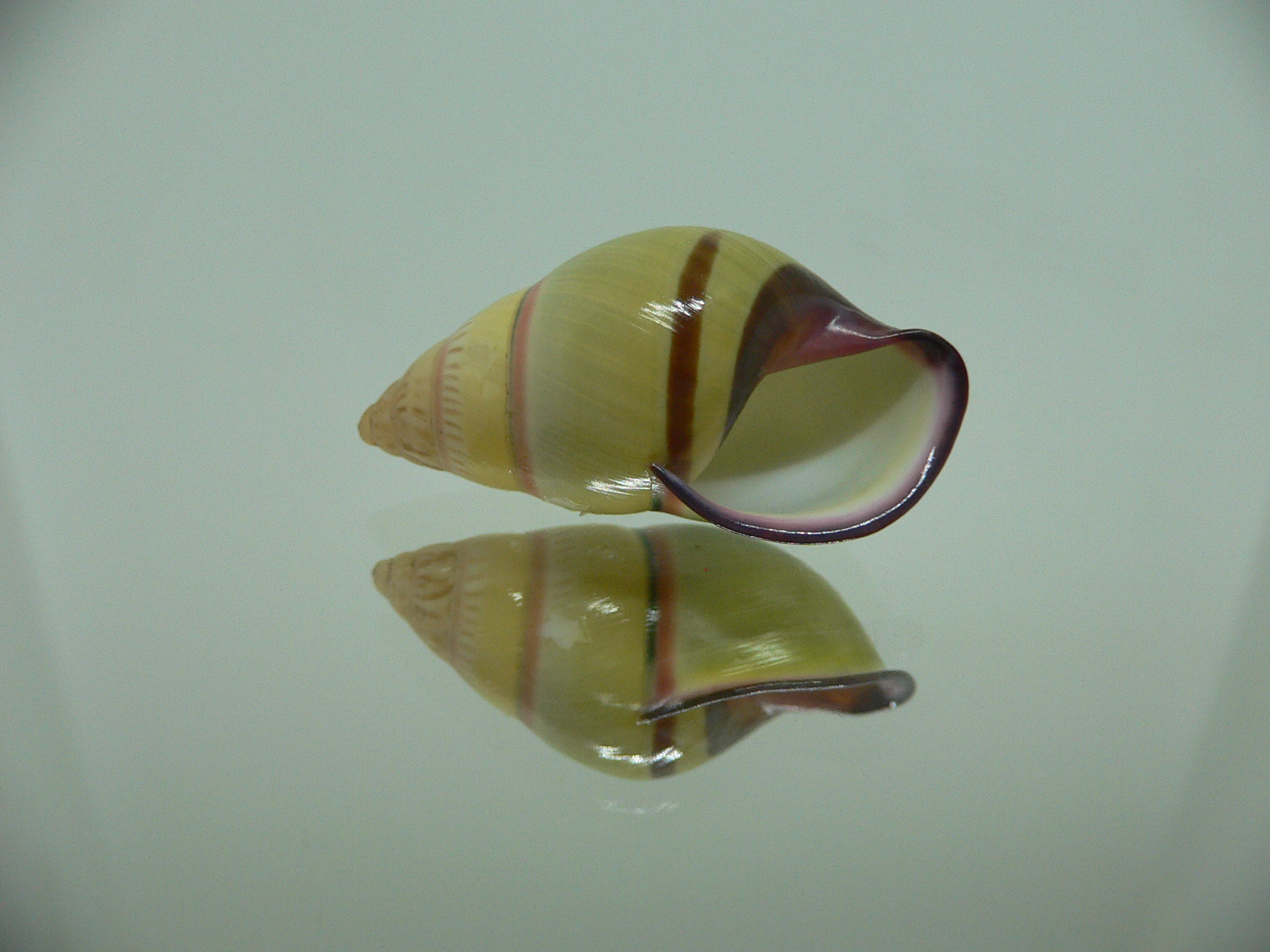 Amphidromus daoae BEAUTIFUL