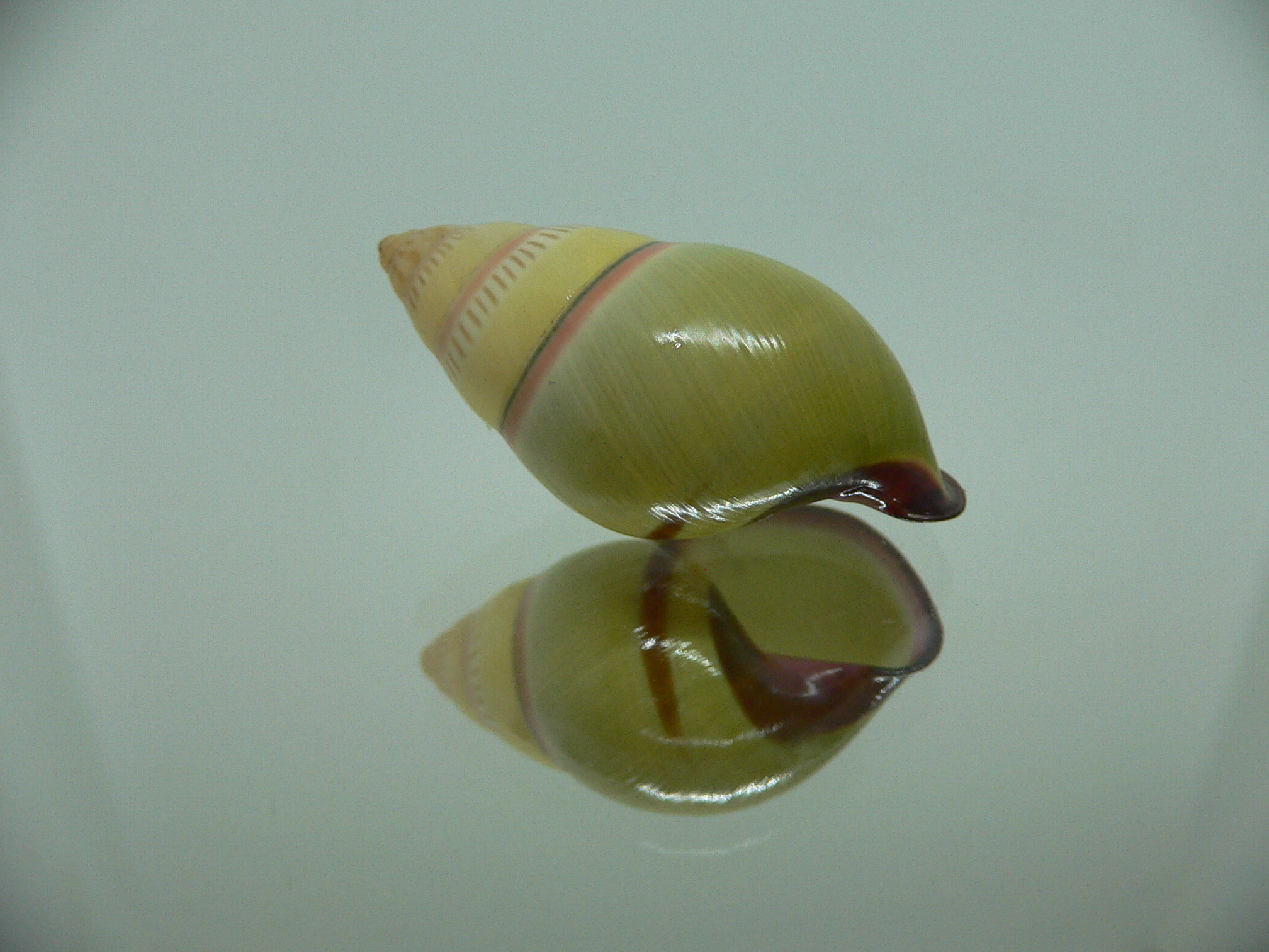 Amphidromus daoae BEAUTIFUL