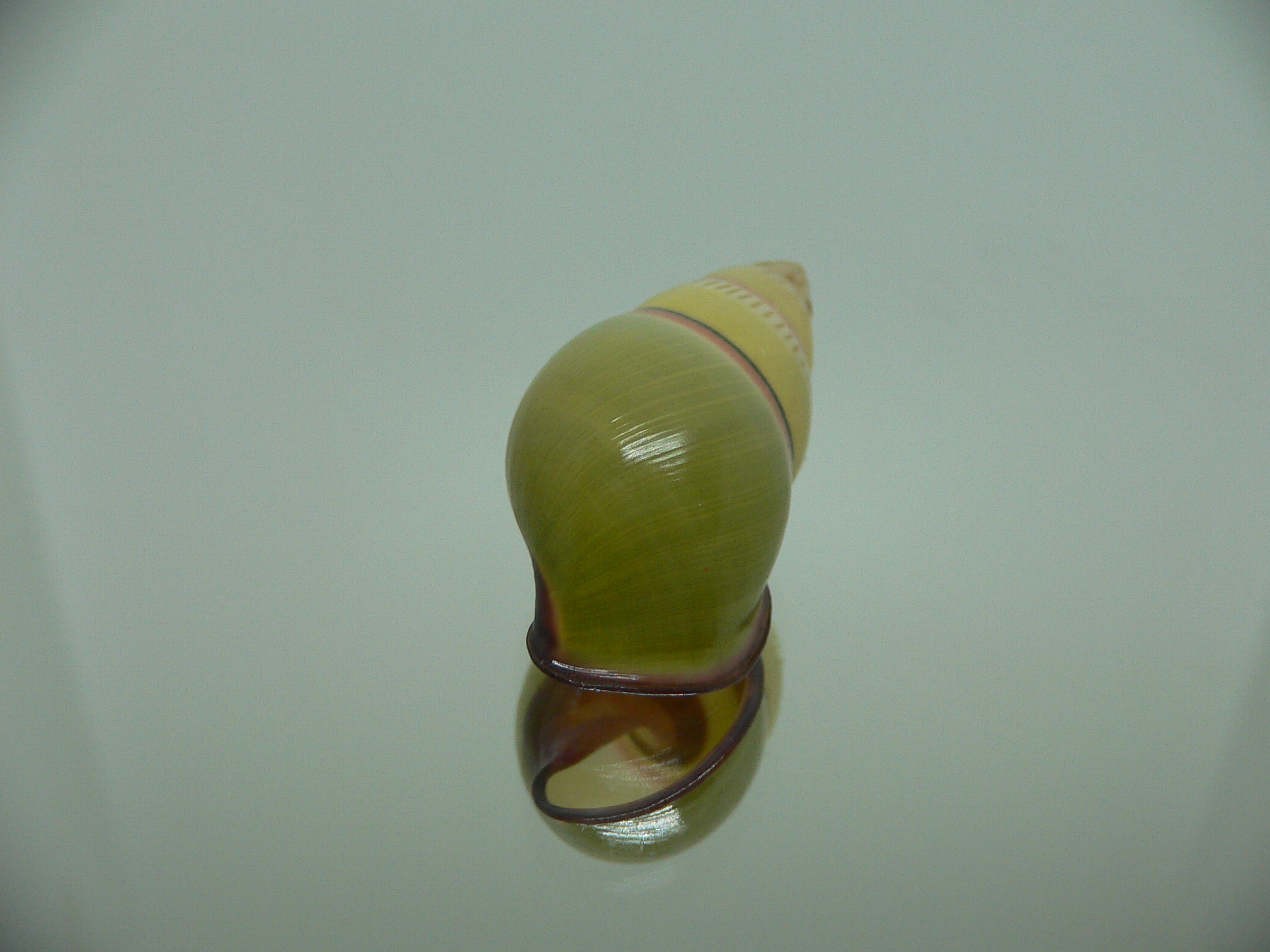 Amphidromus daoae BEAUTIFUL