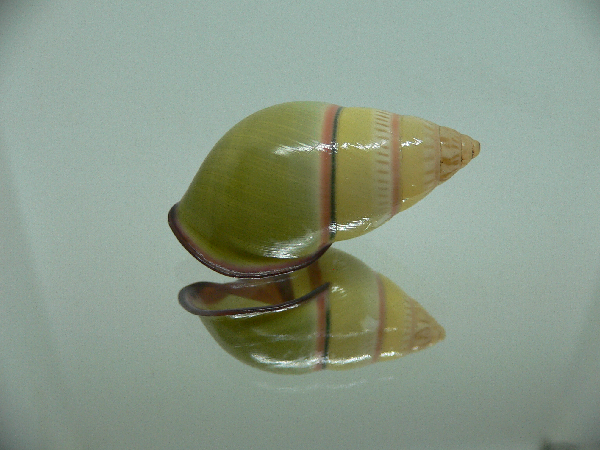 Amphidromus daoae BEAUTIFUL