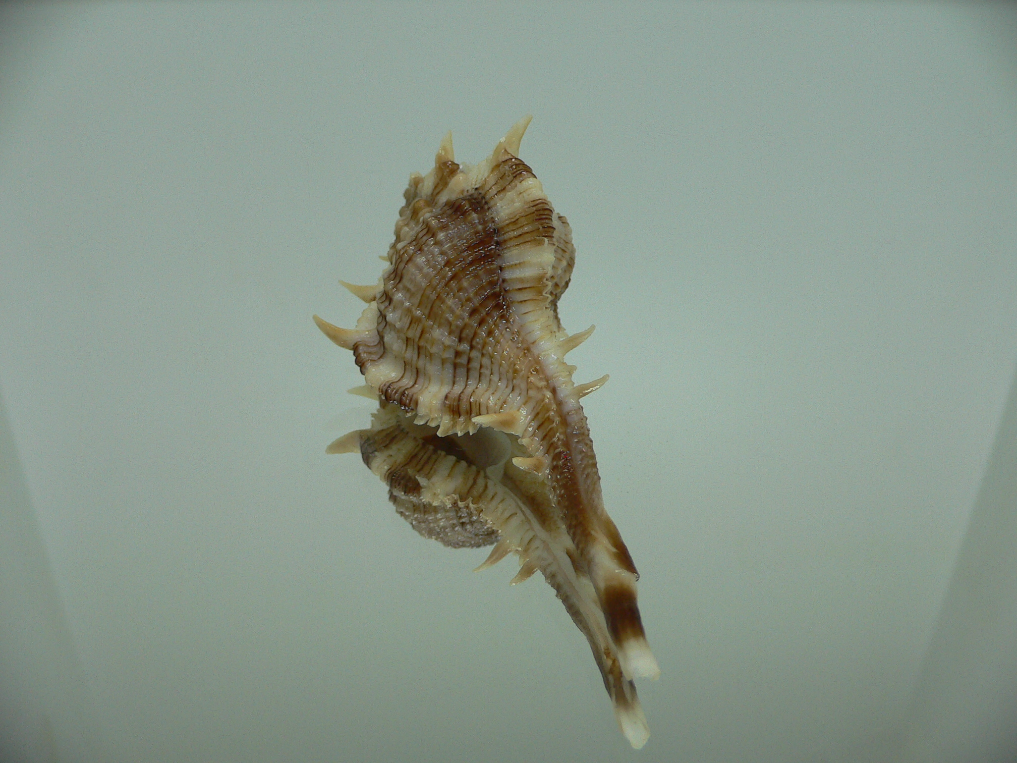 Vokesimurex malabaricus LONG SPIKES