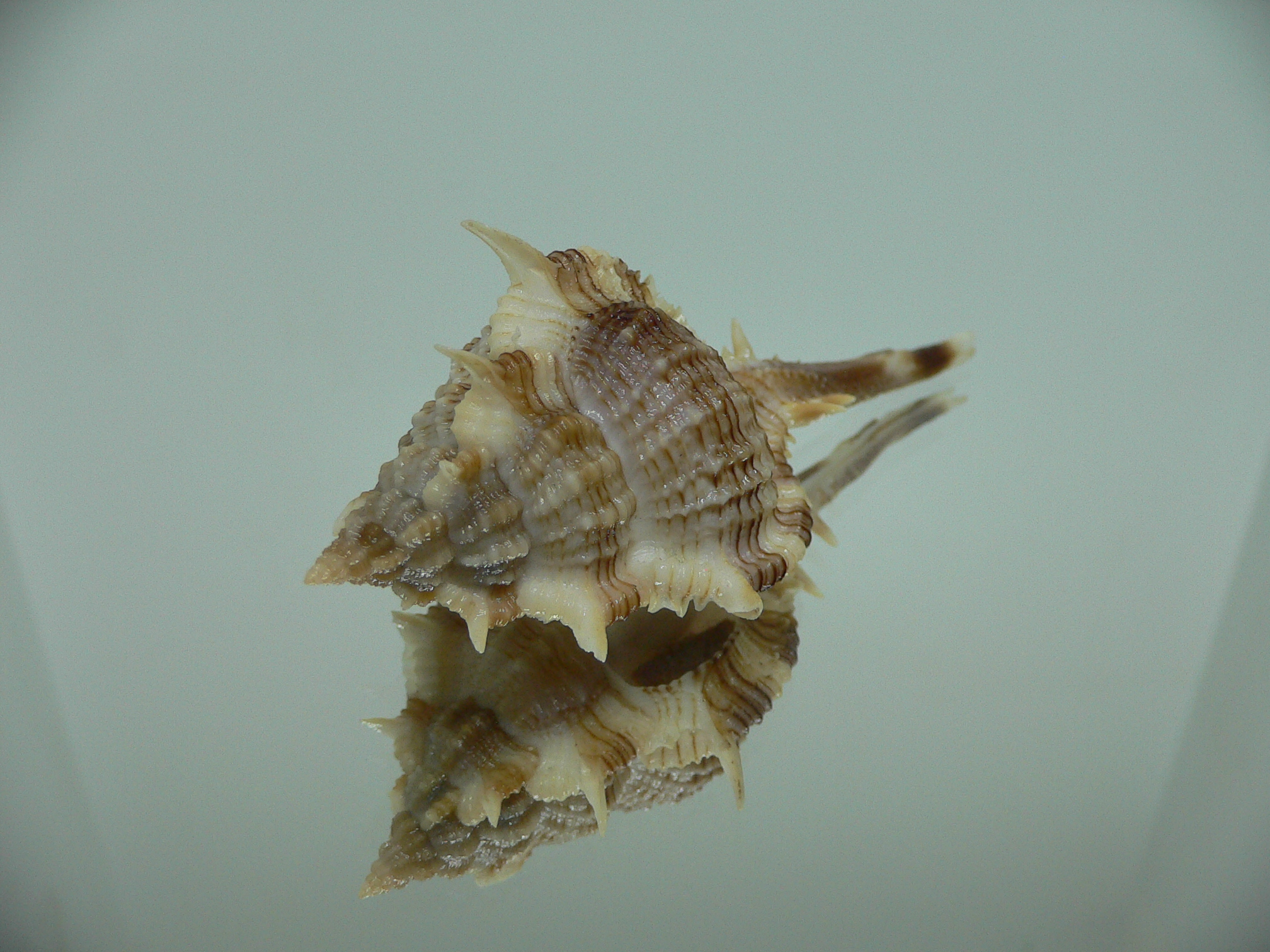 Vokesimurex malabaricus LONG SPIKES