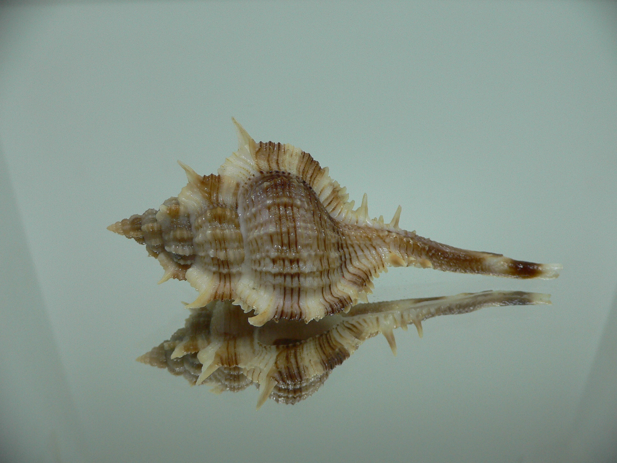 Vokesimurex malabaricus LONG SPIKES