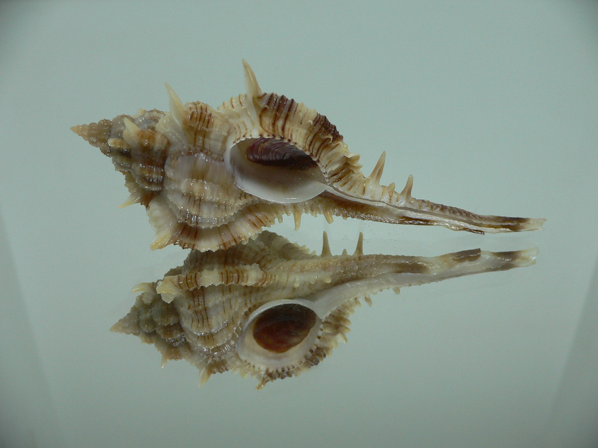 Vokesimurex malabaricus LONG SPIKES