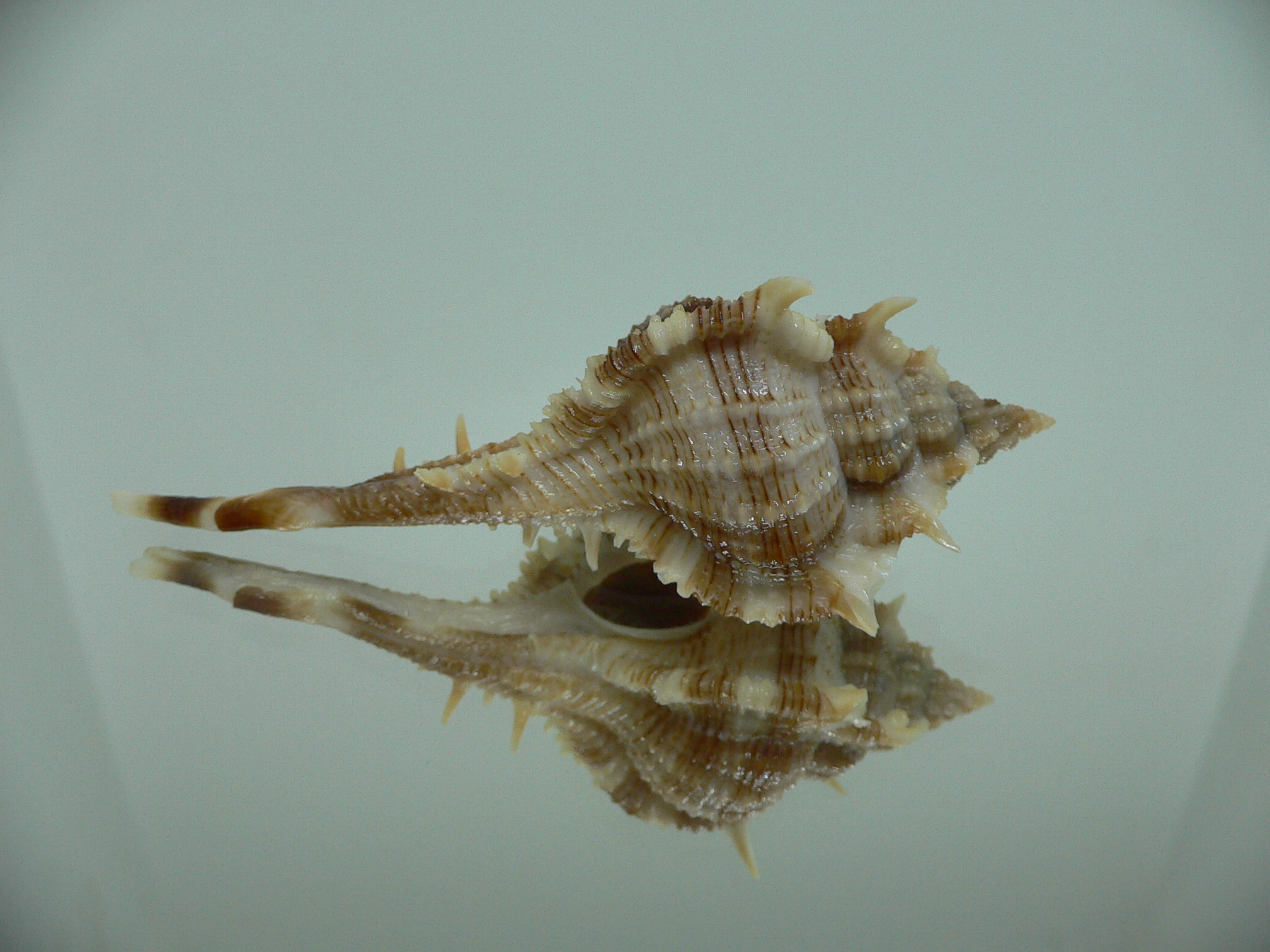 Vokesimurex malabaricus LONG SPIKES