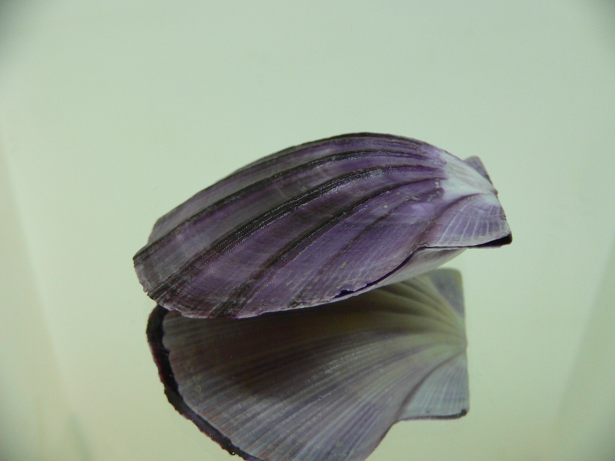 Equichlamys bifrons RARE & VIOLET