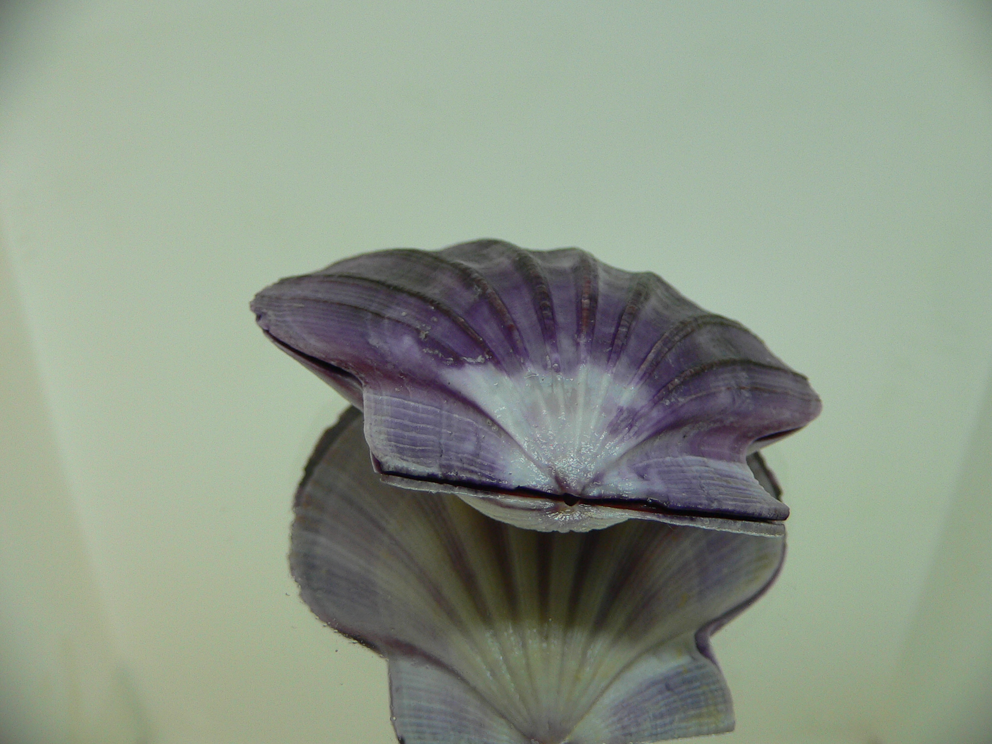 Equichlamys bifrons RARE & VIOLET