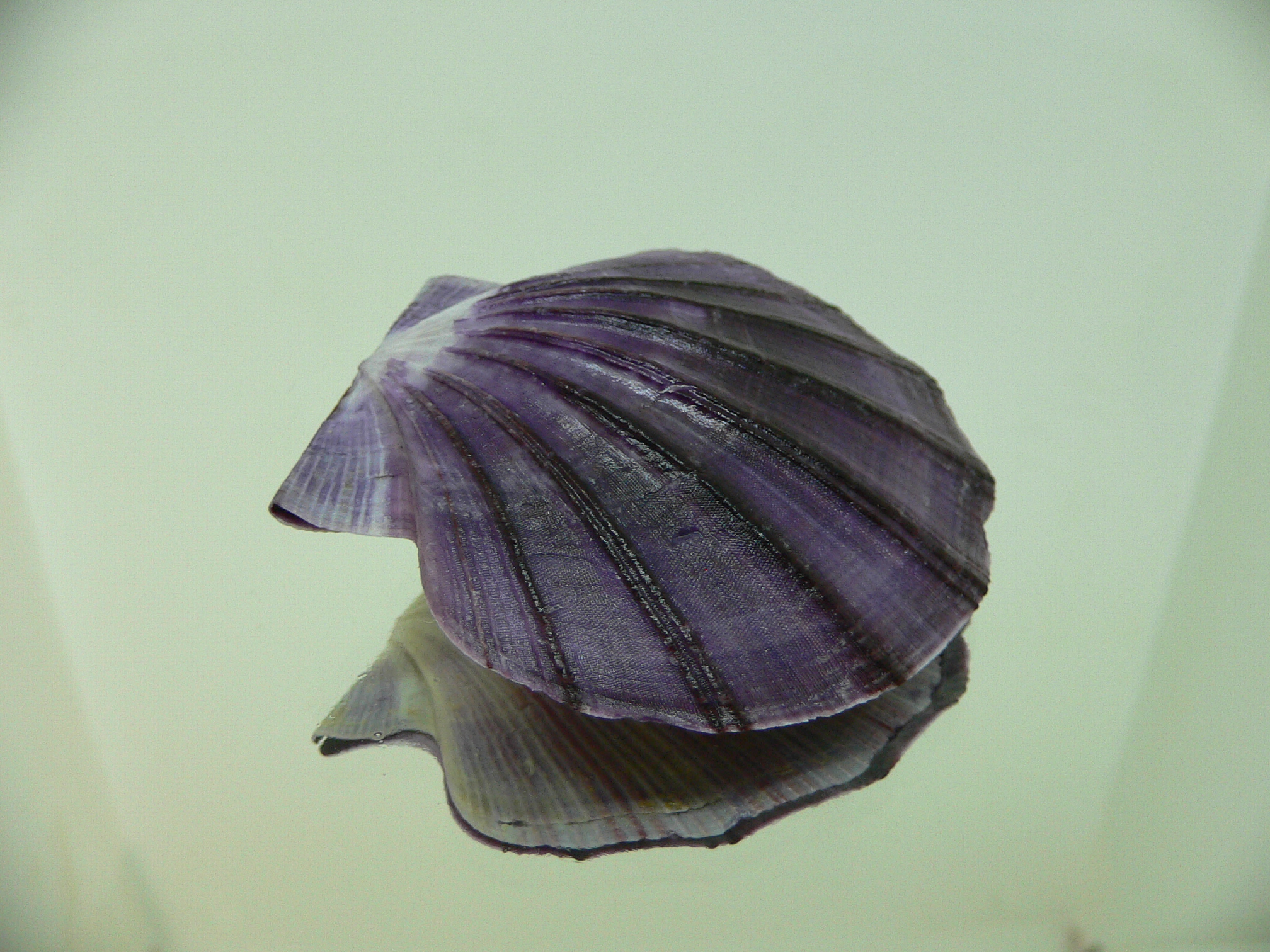Equichlamys bifrons RARE & VIOLET