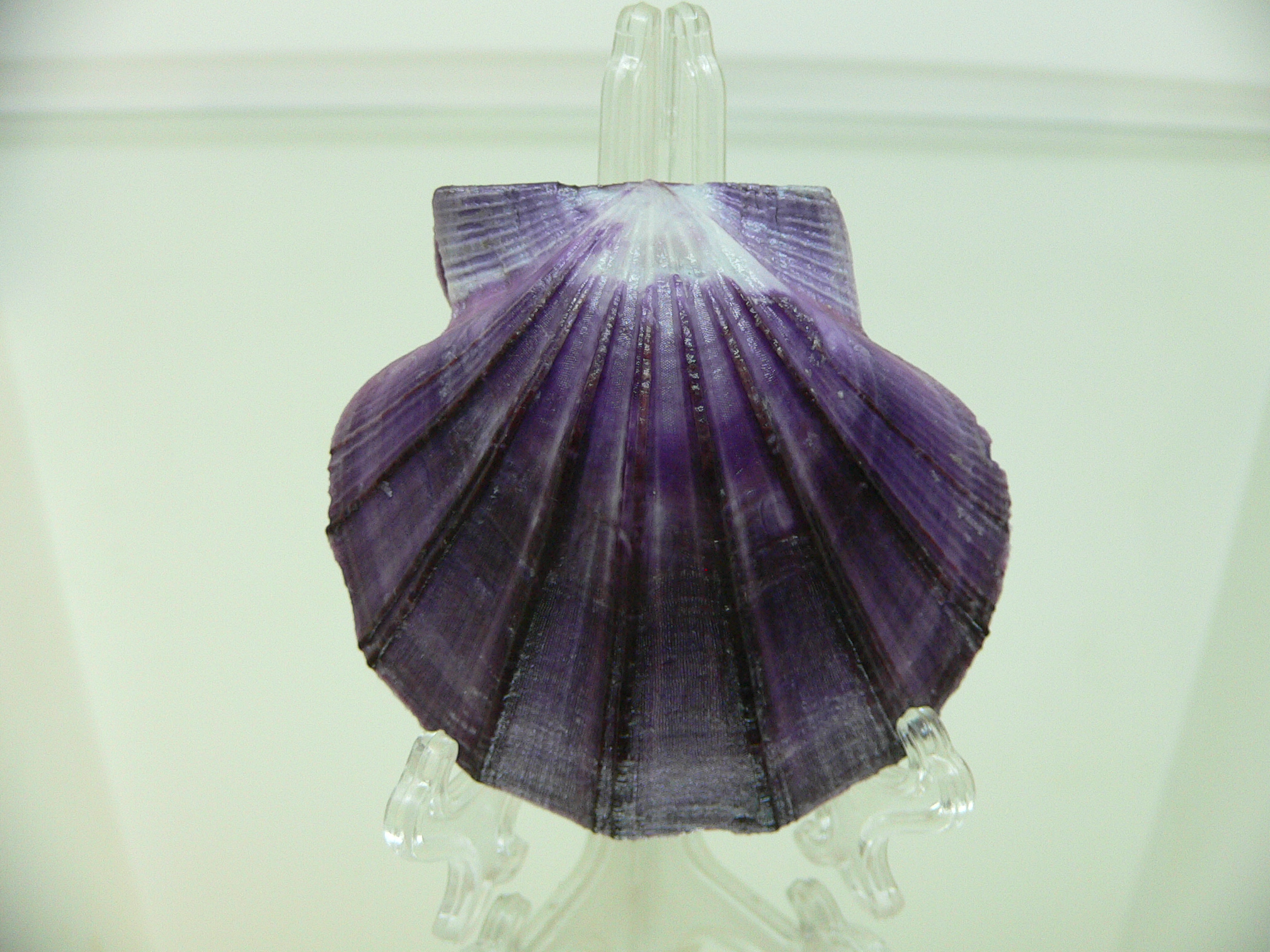 Equichlamys bifrons RARE & VIOLET