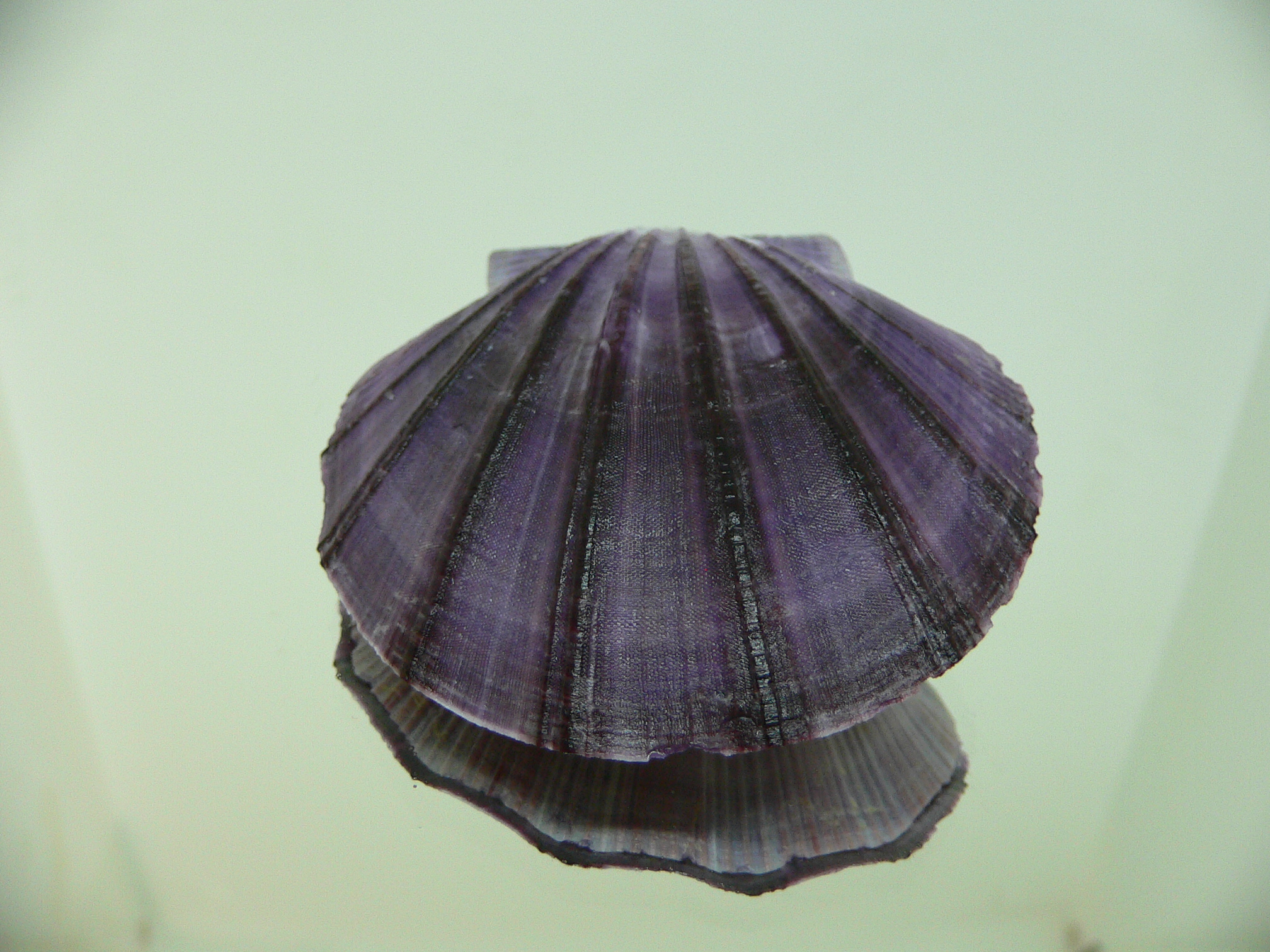 Equichlamys bifrons RARE & VIOLET
