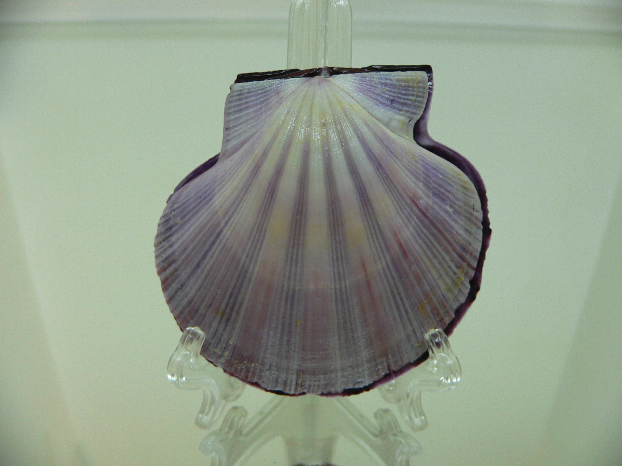 Equichlamys bifrons RARE & VIOLET