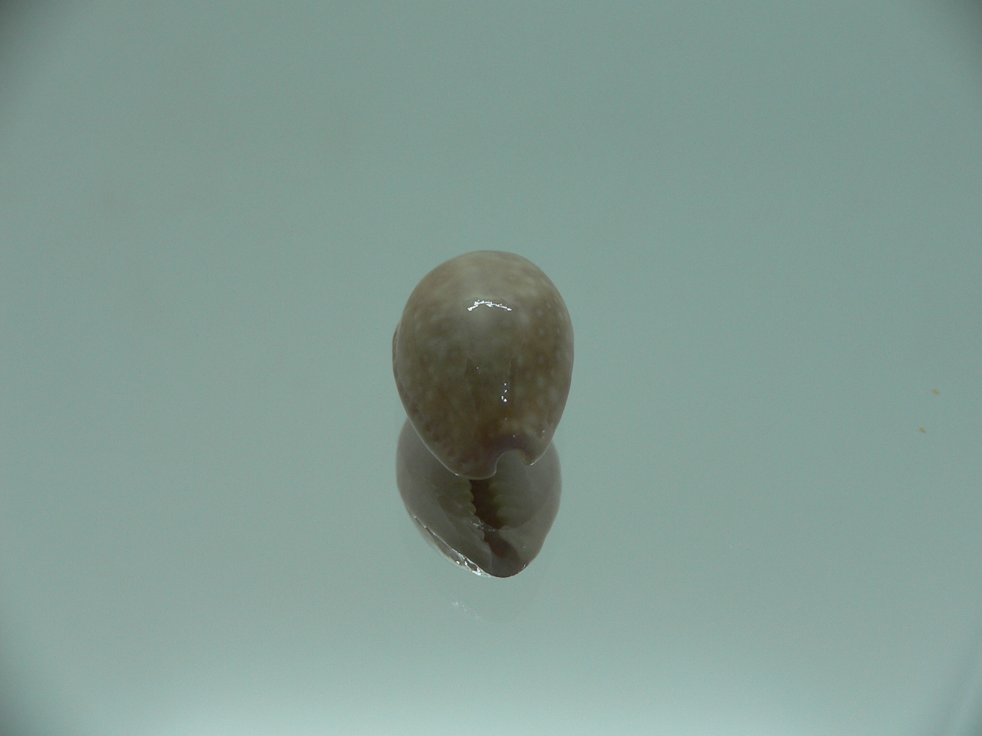 Cypraea poraria IDEAL